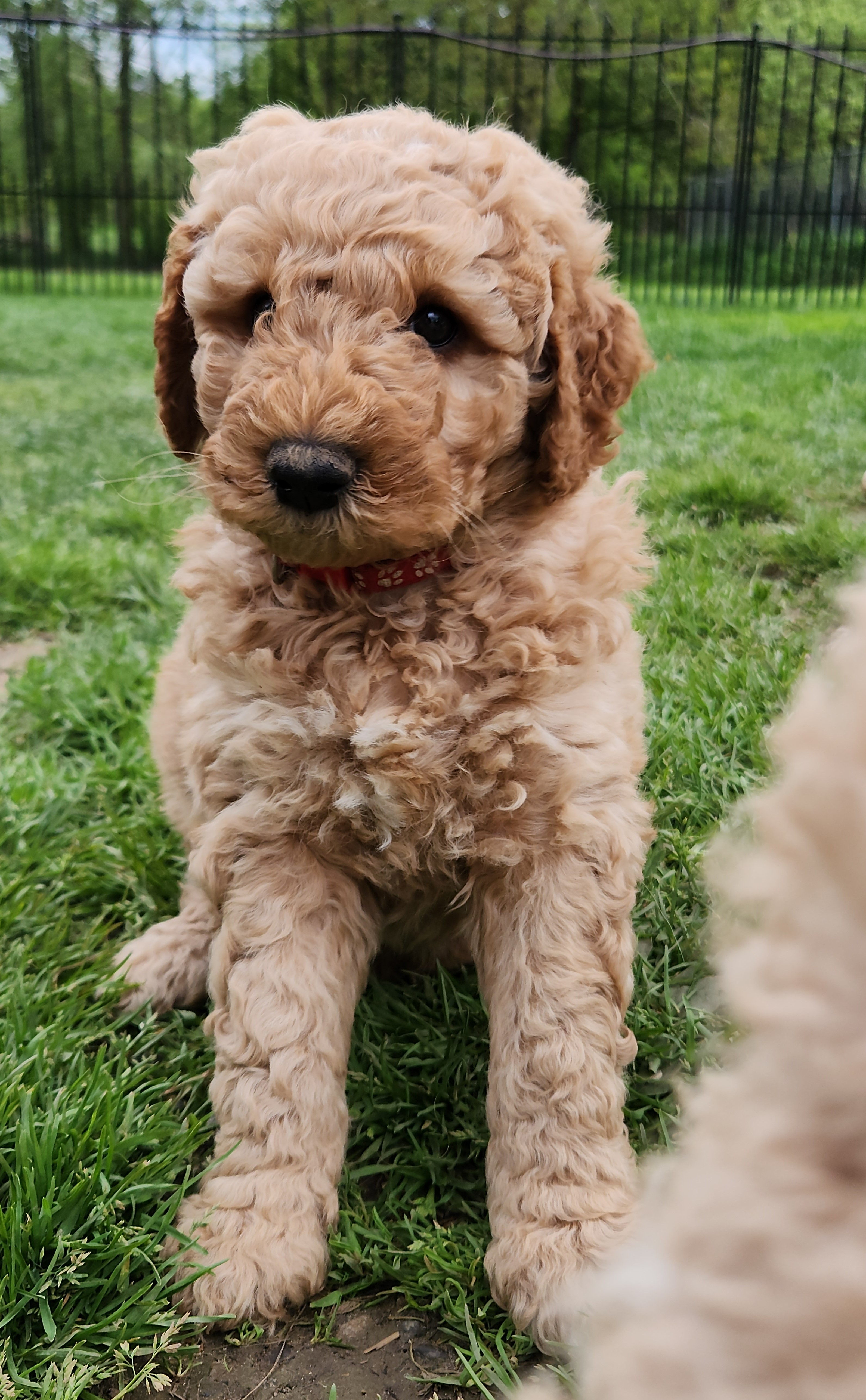 labradoodle