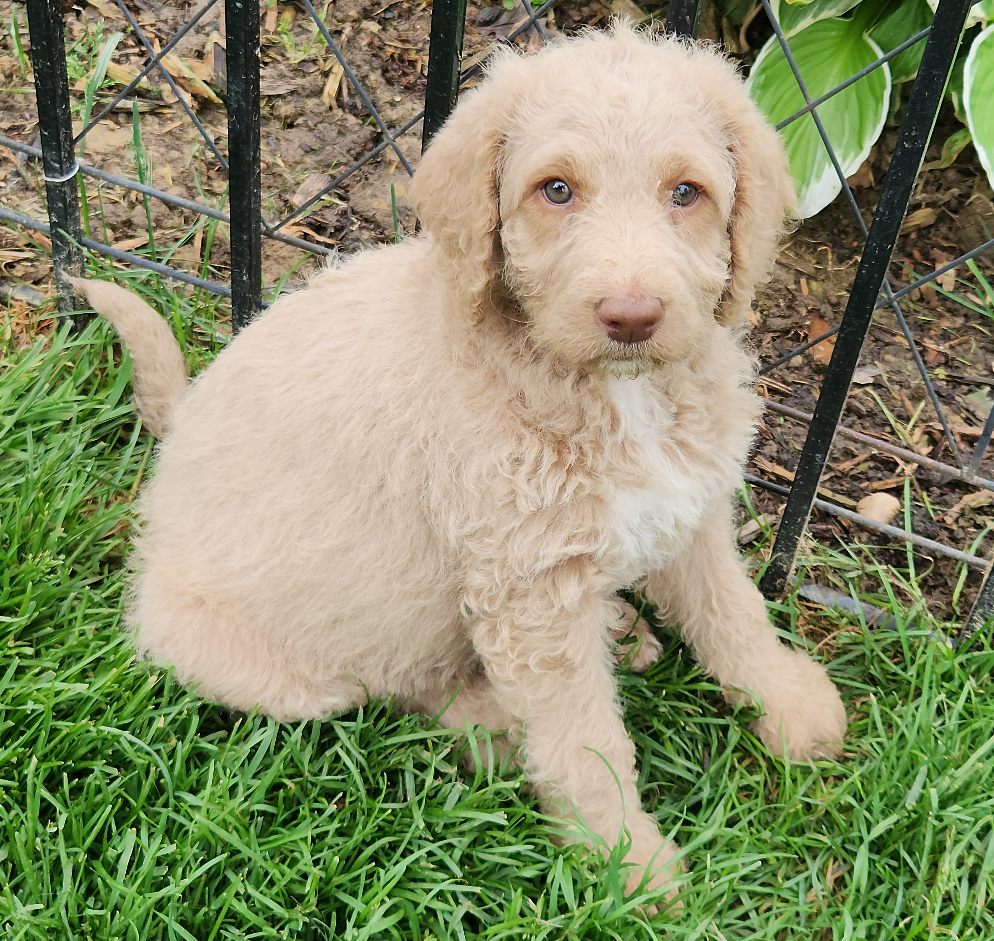 labradoodle
