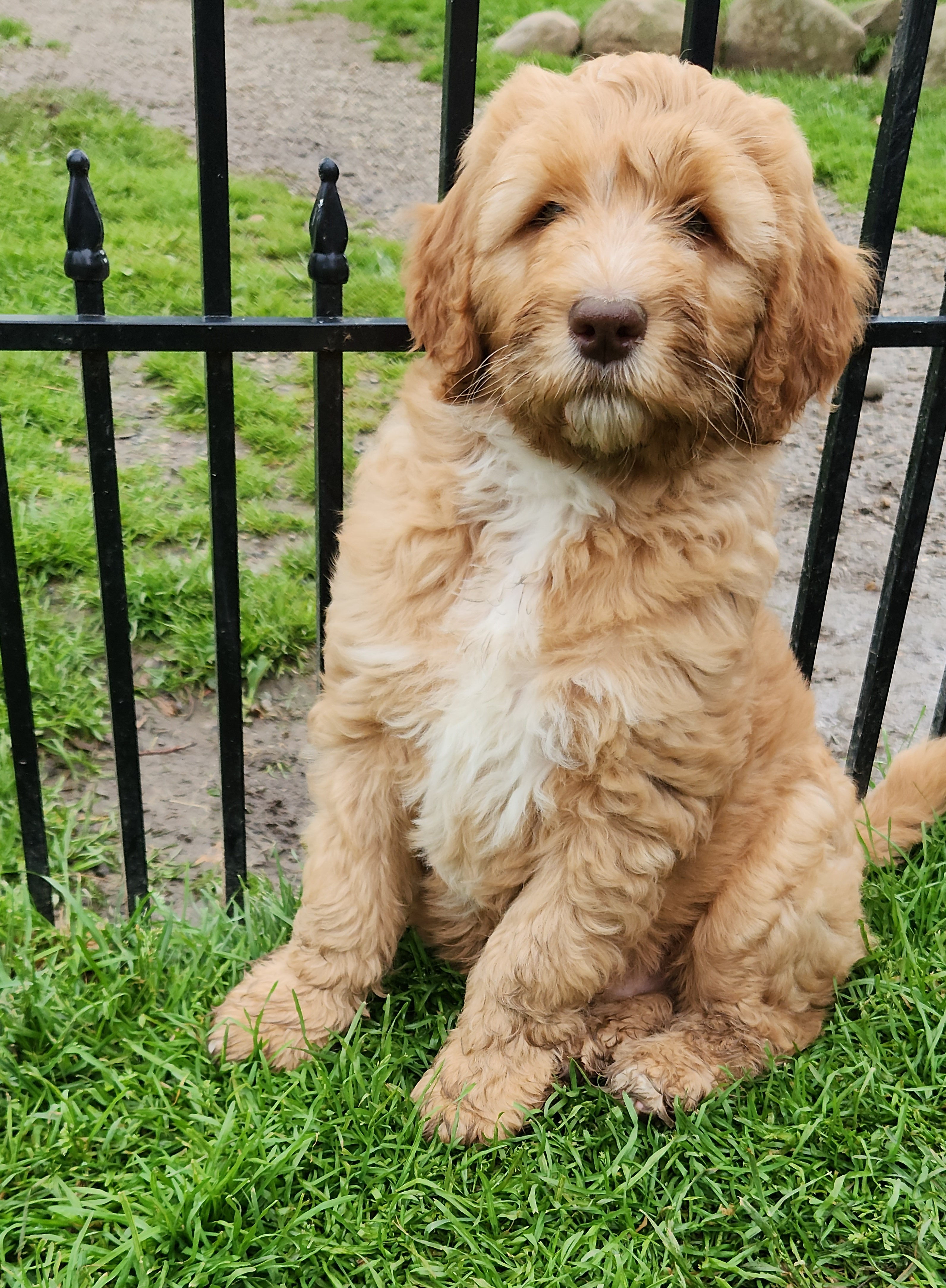 labradoodle