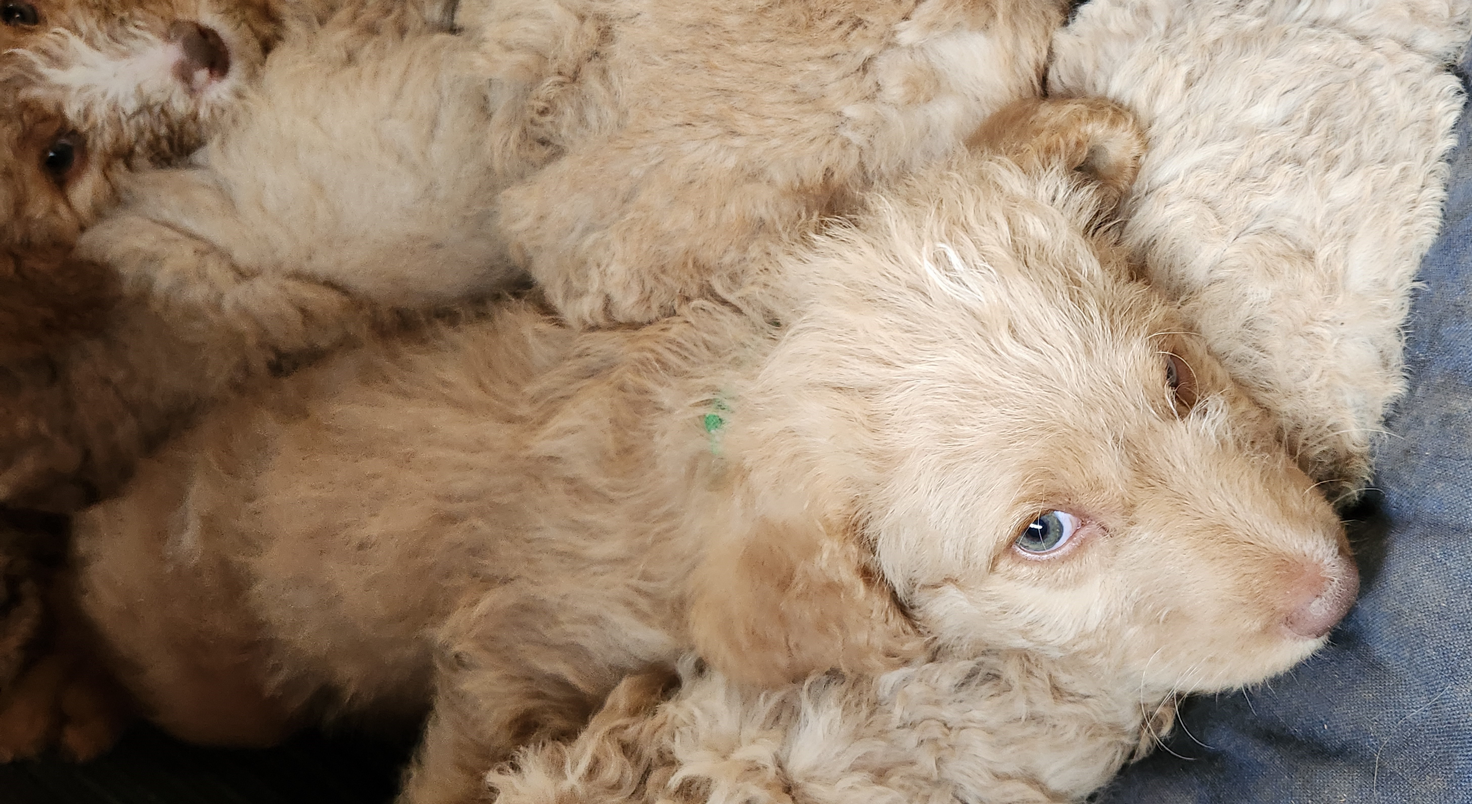 labradoodle