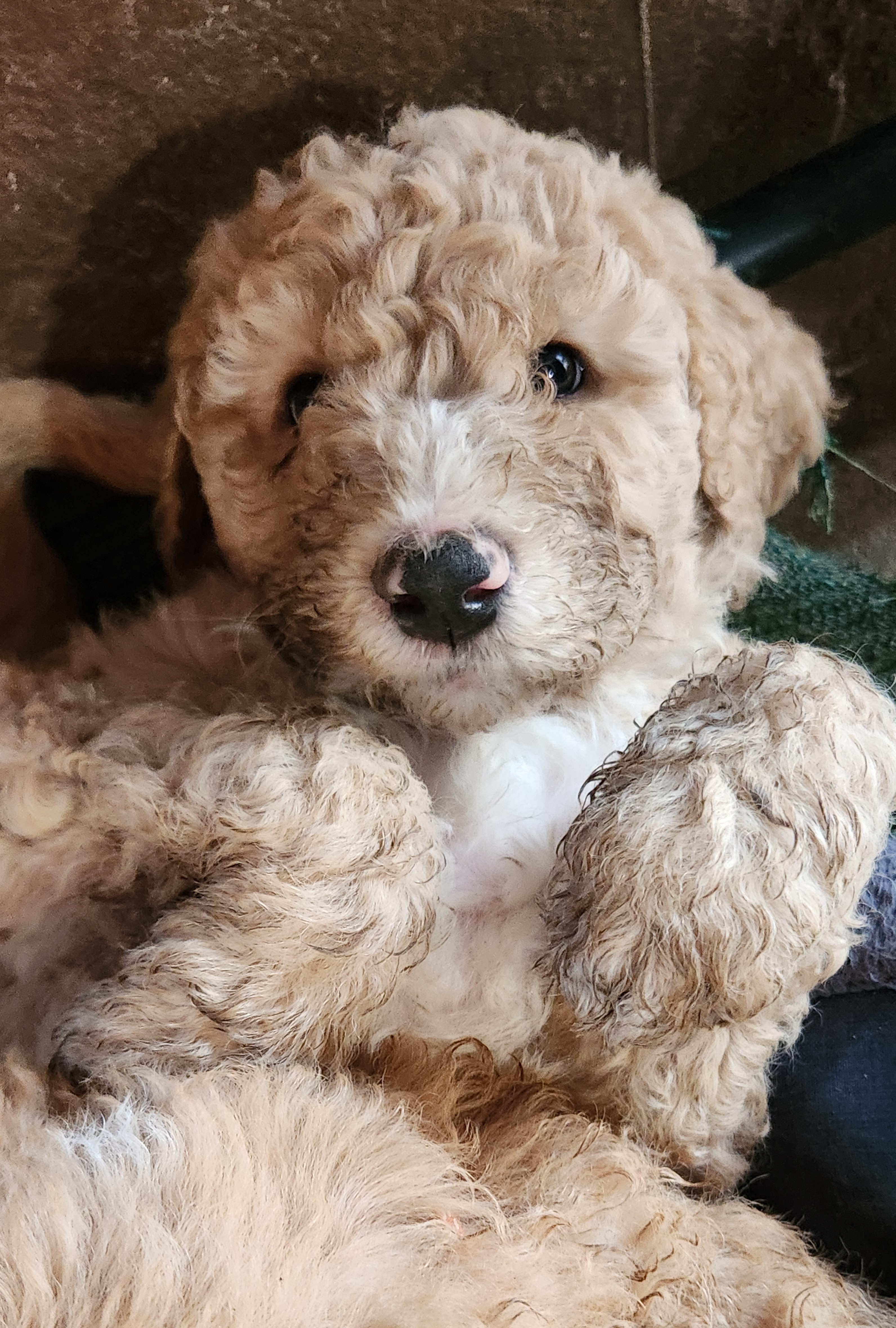 labradoodle