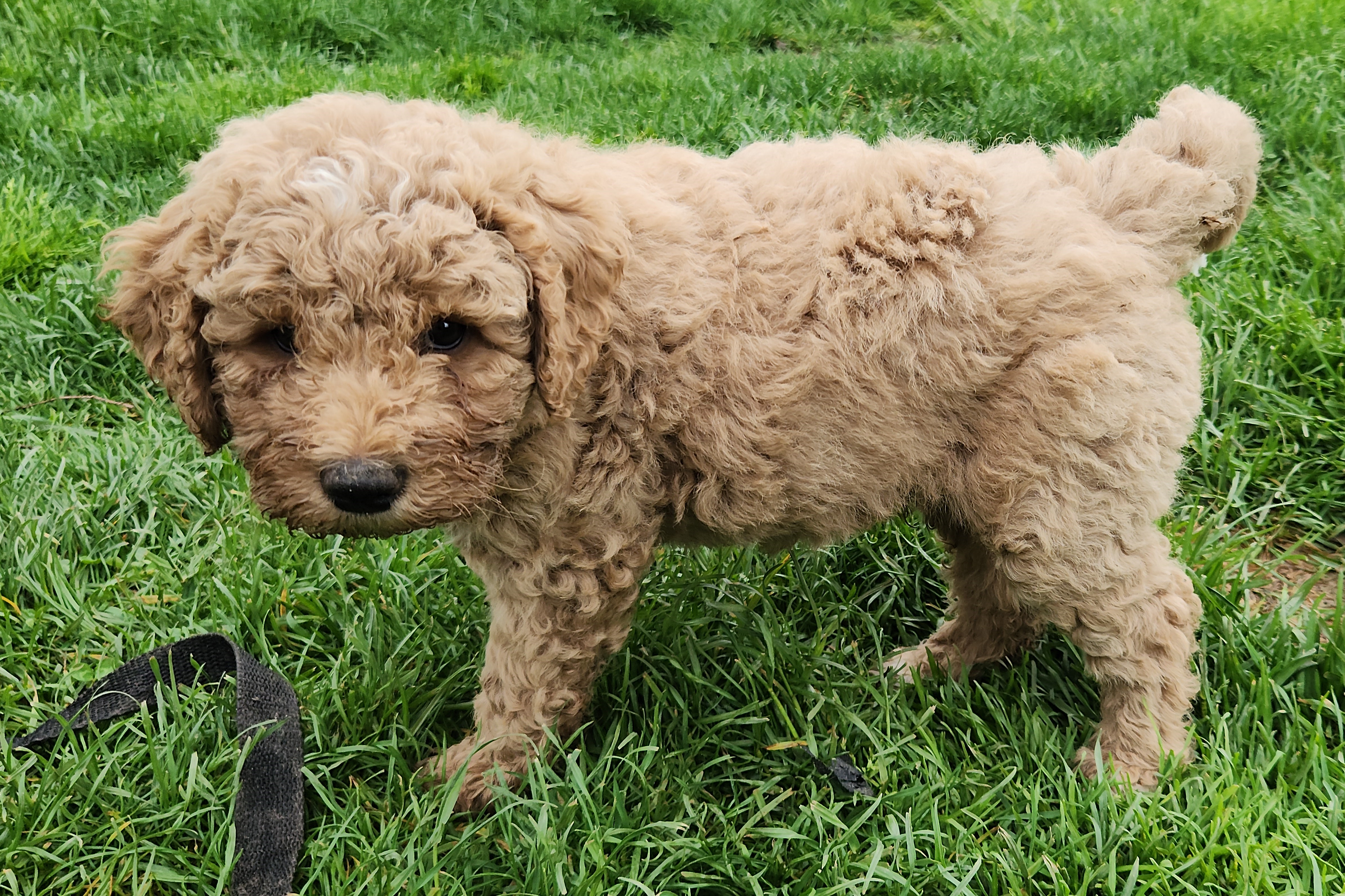 labradoodle