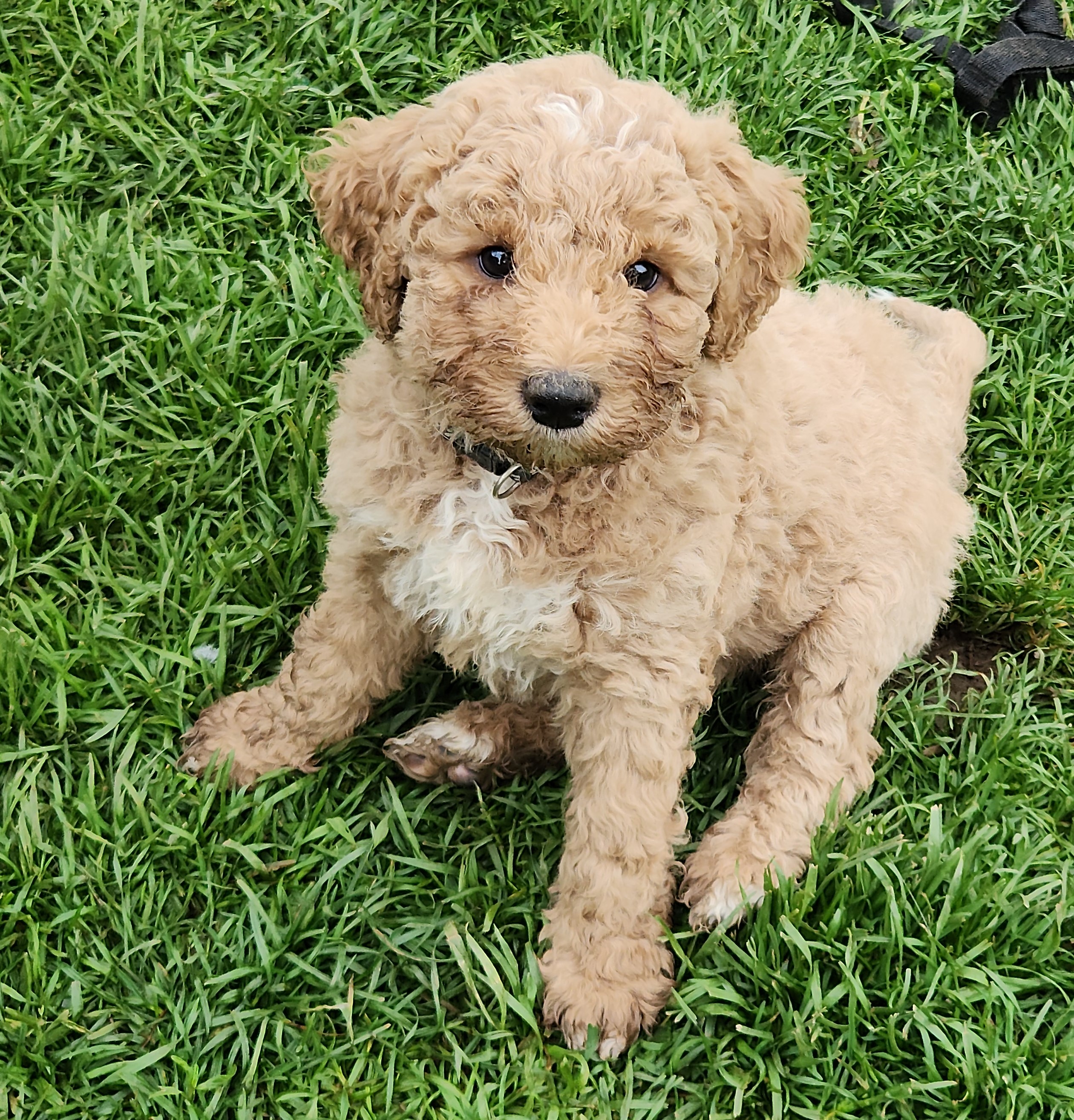 labradoodle