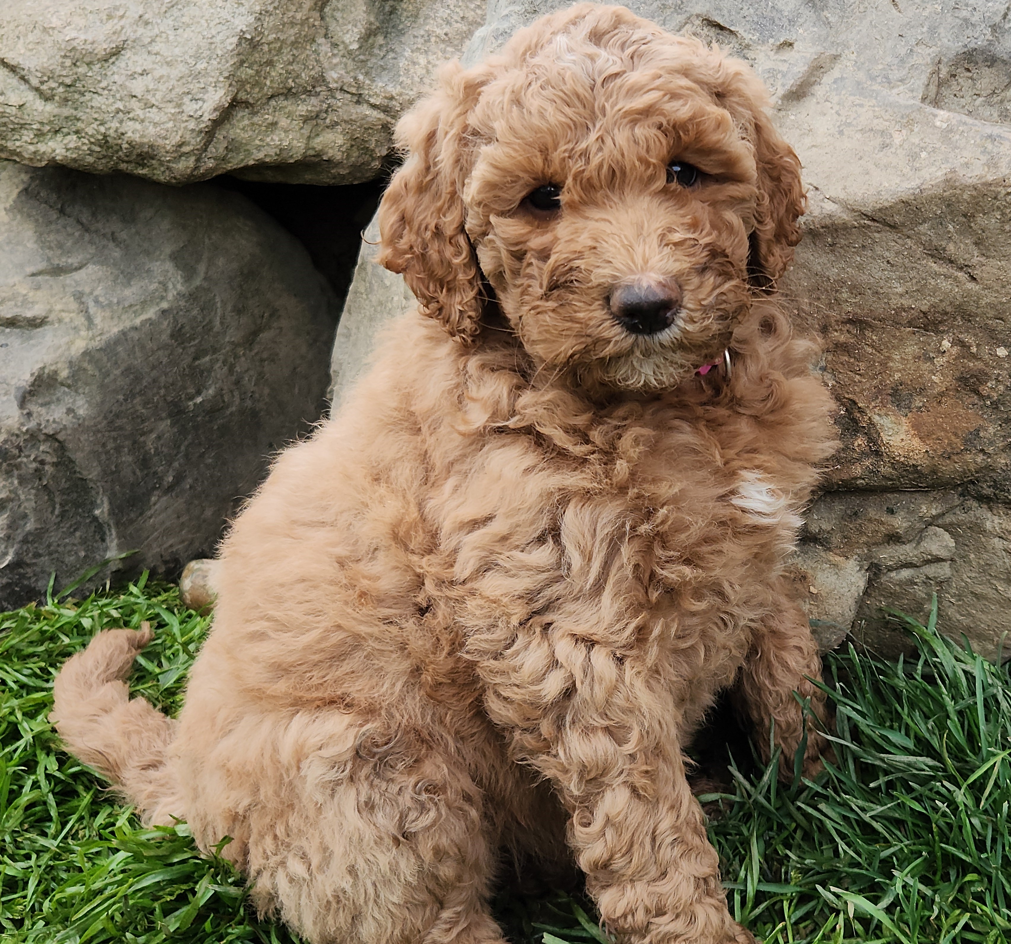 labradoodle