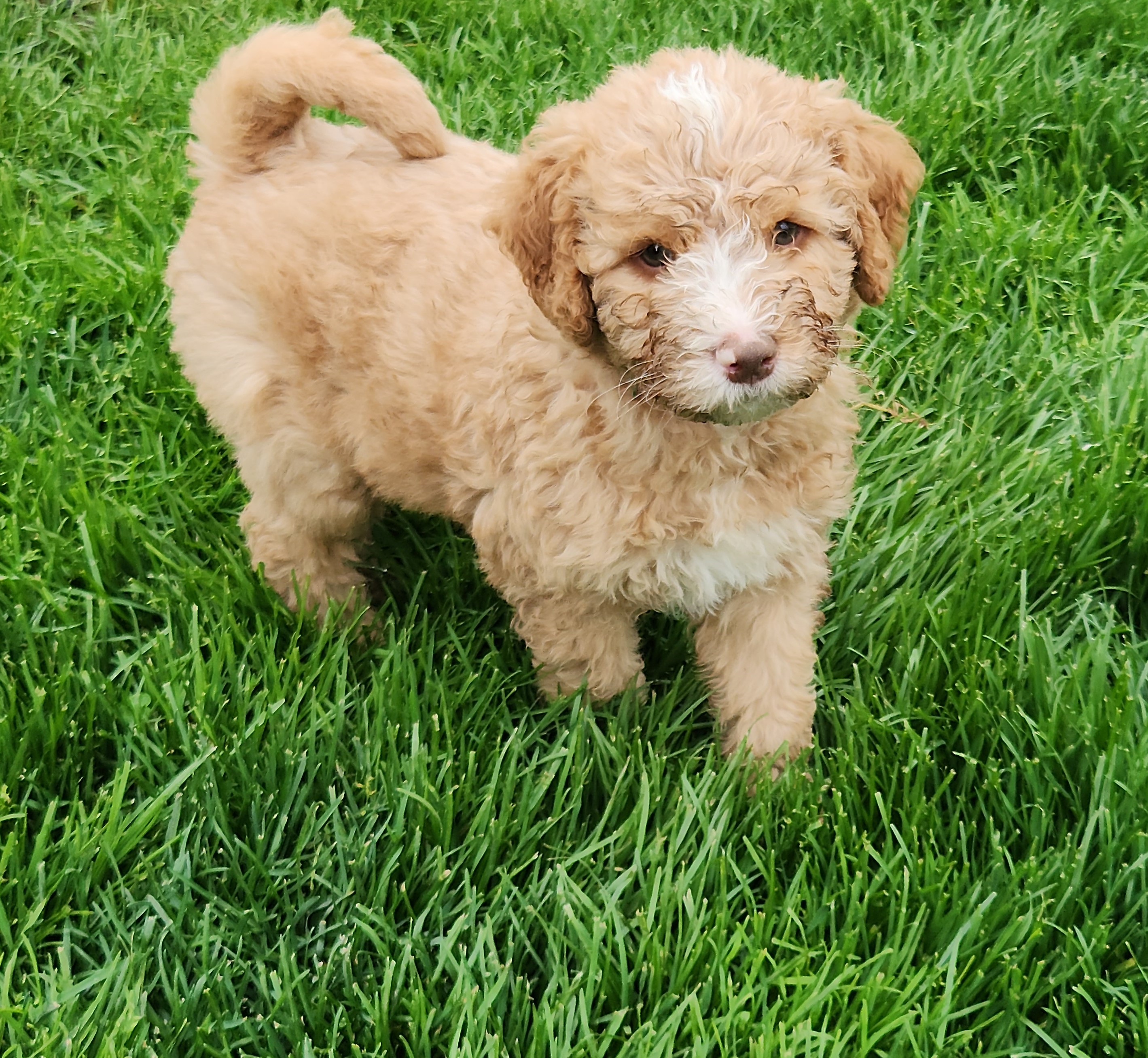 labradoodle