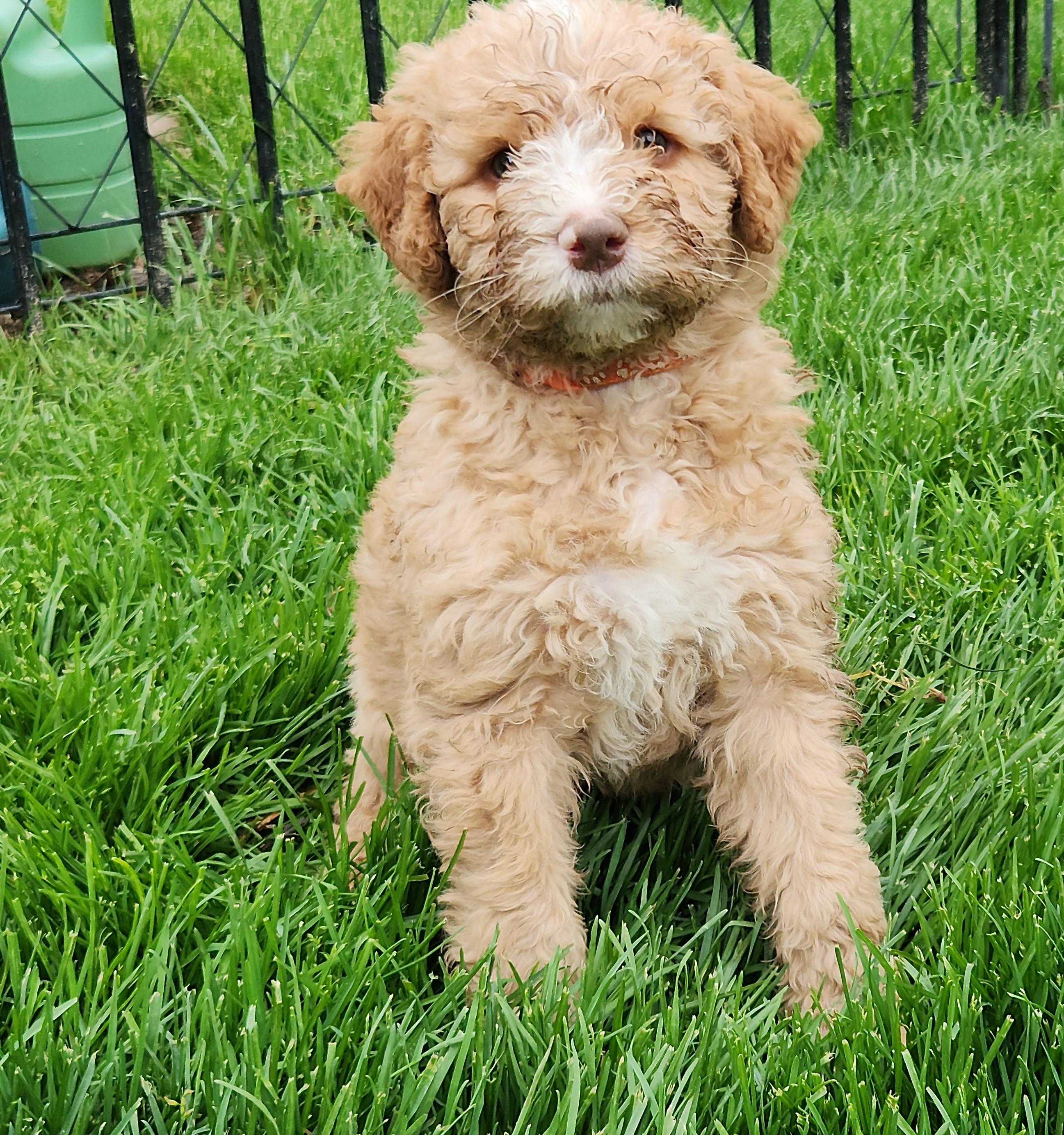 labradoodle