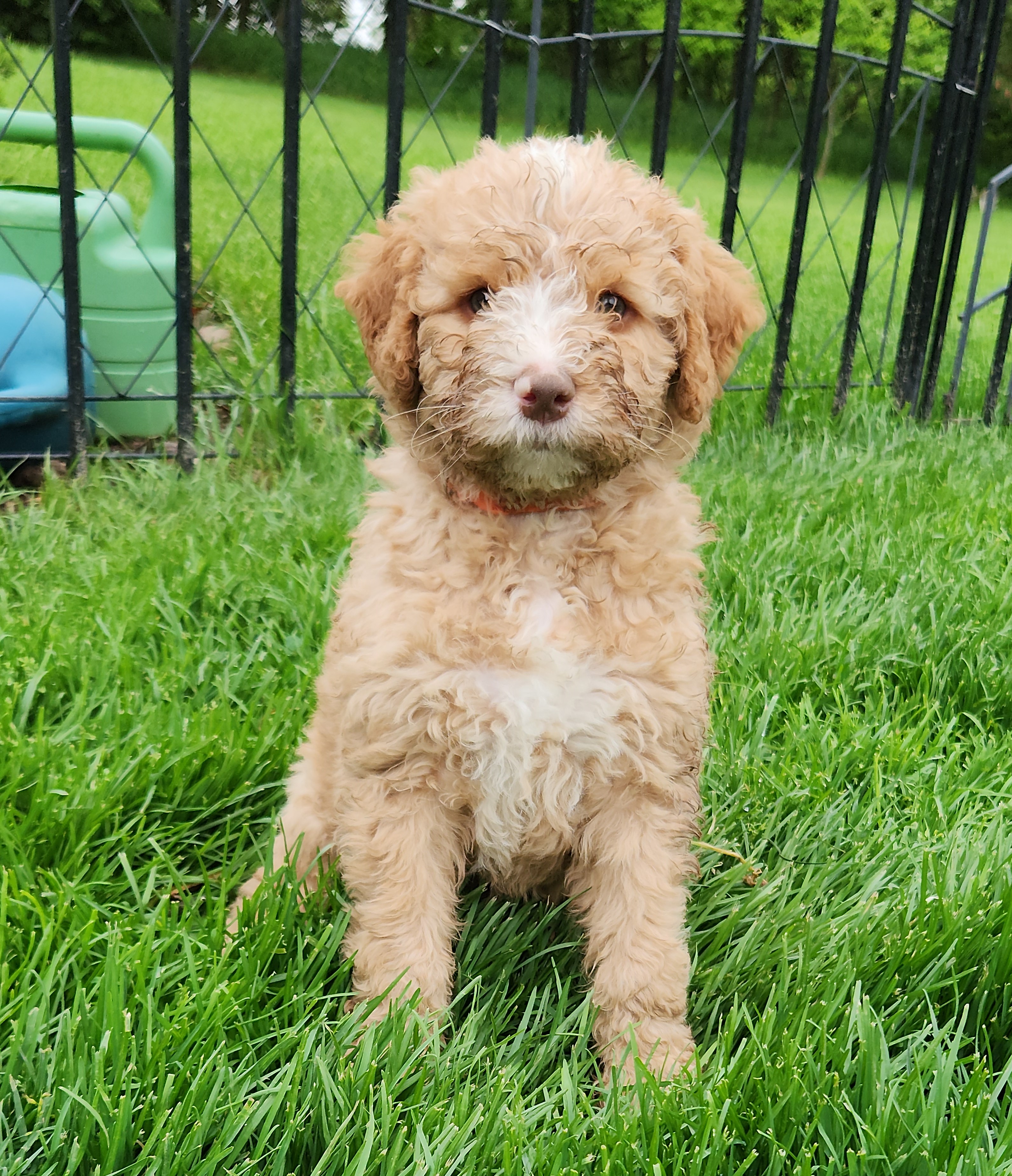 labradoodle