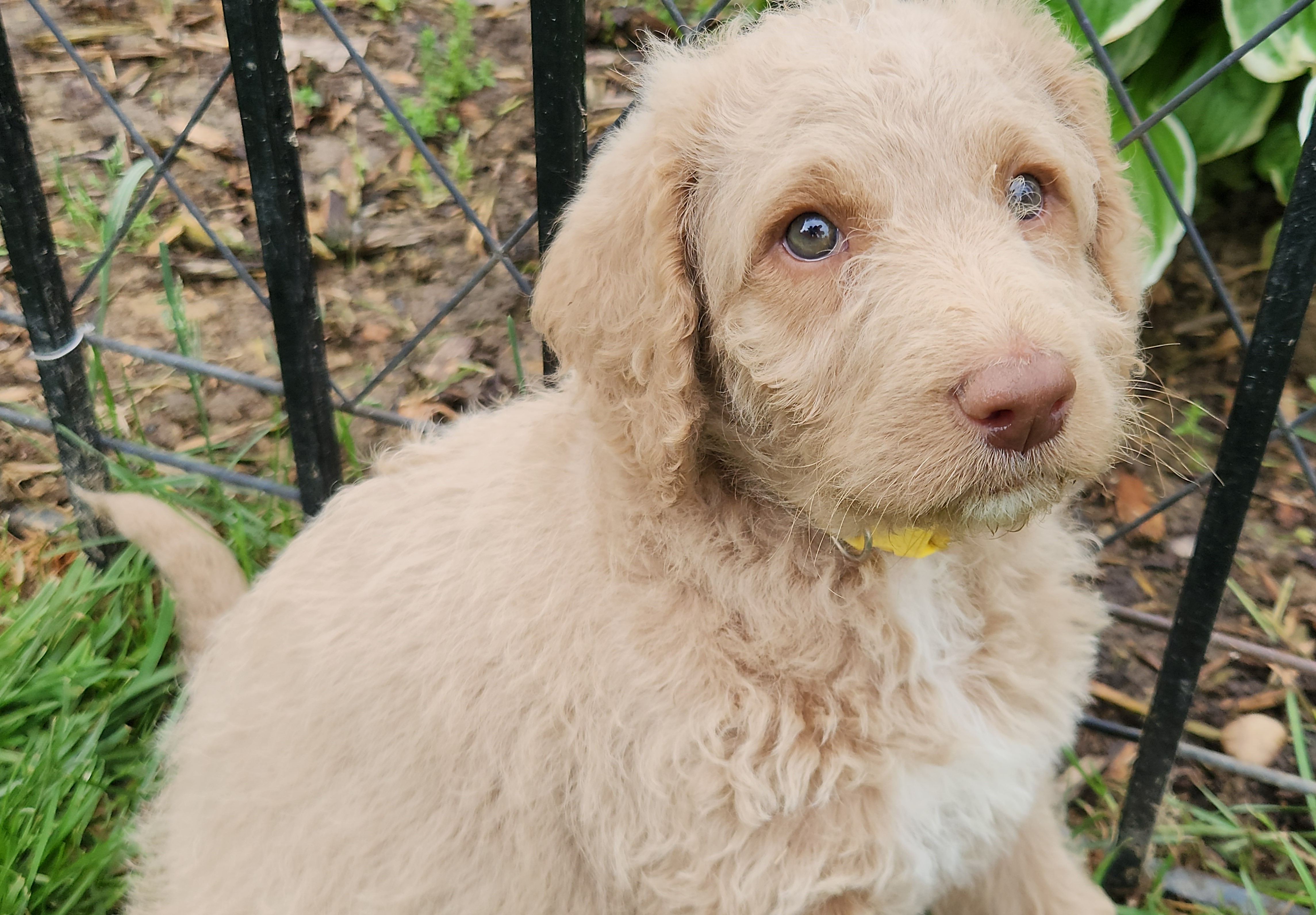 labradoodle