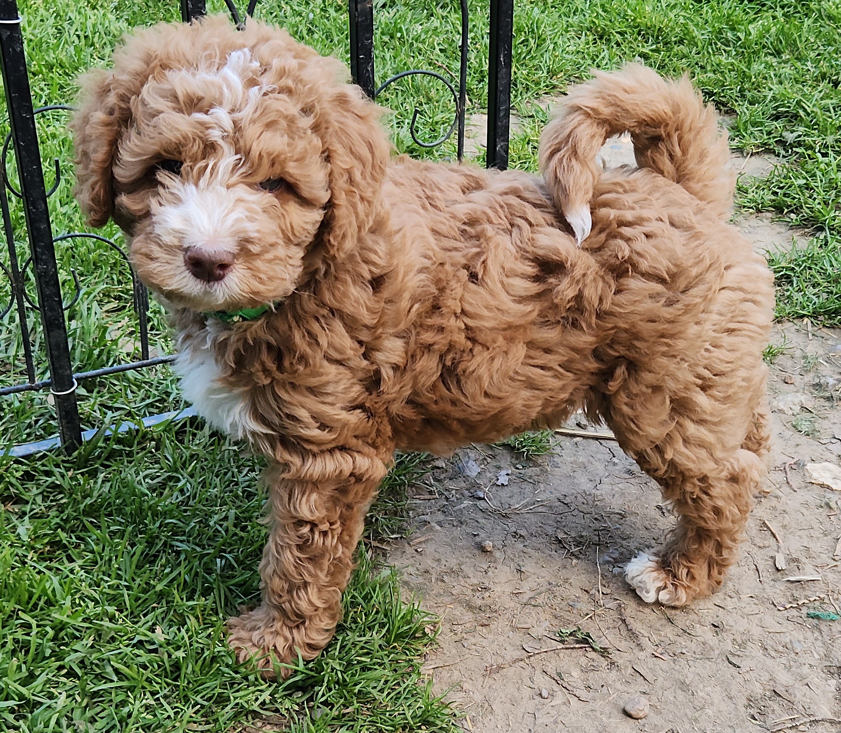 labradoodle