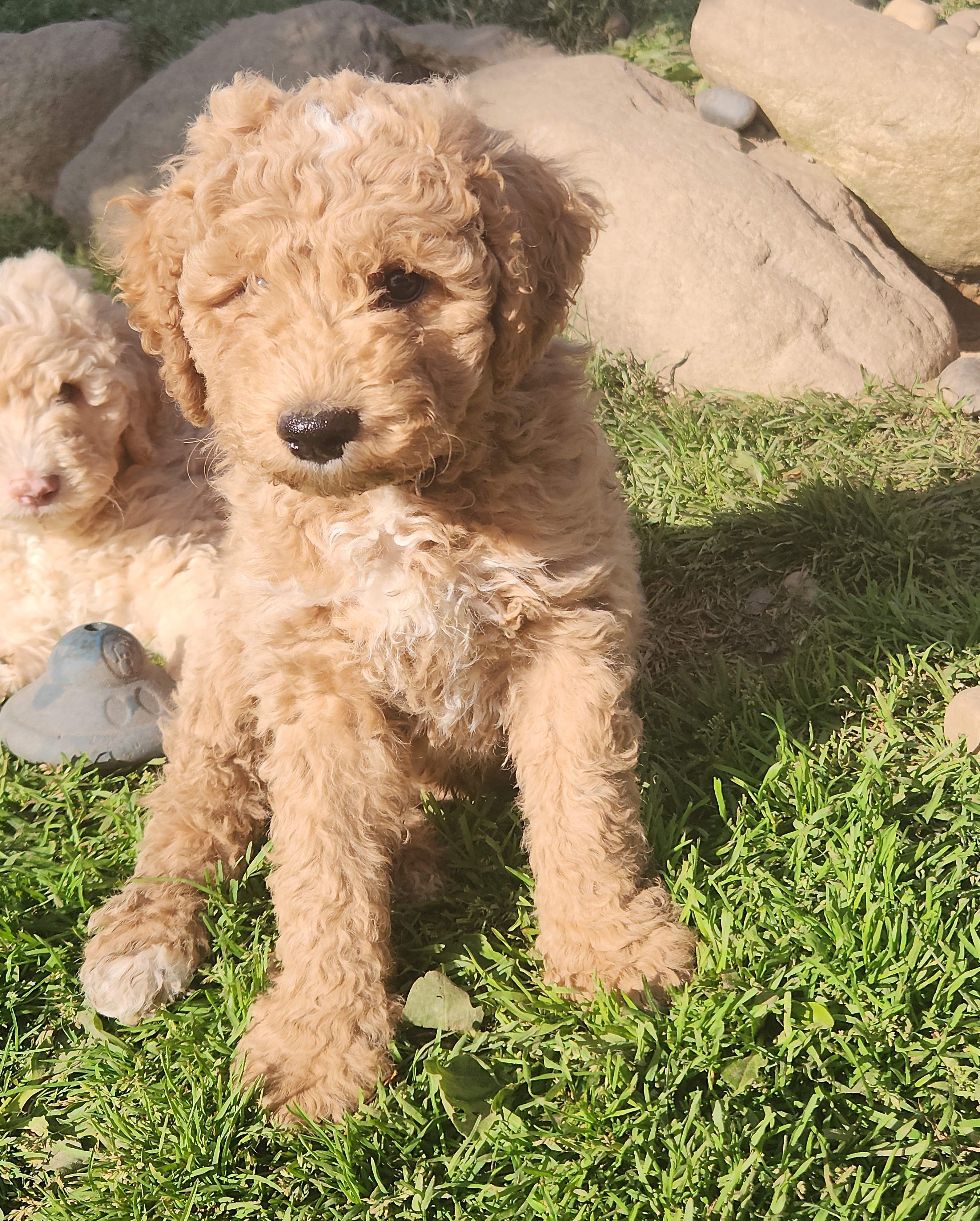 labradoodle