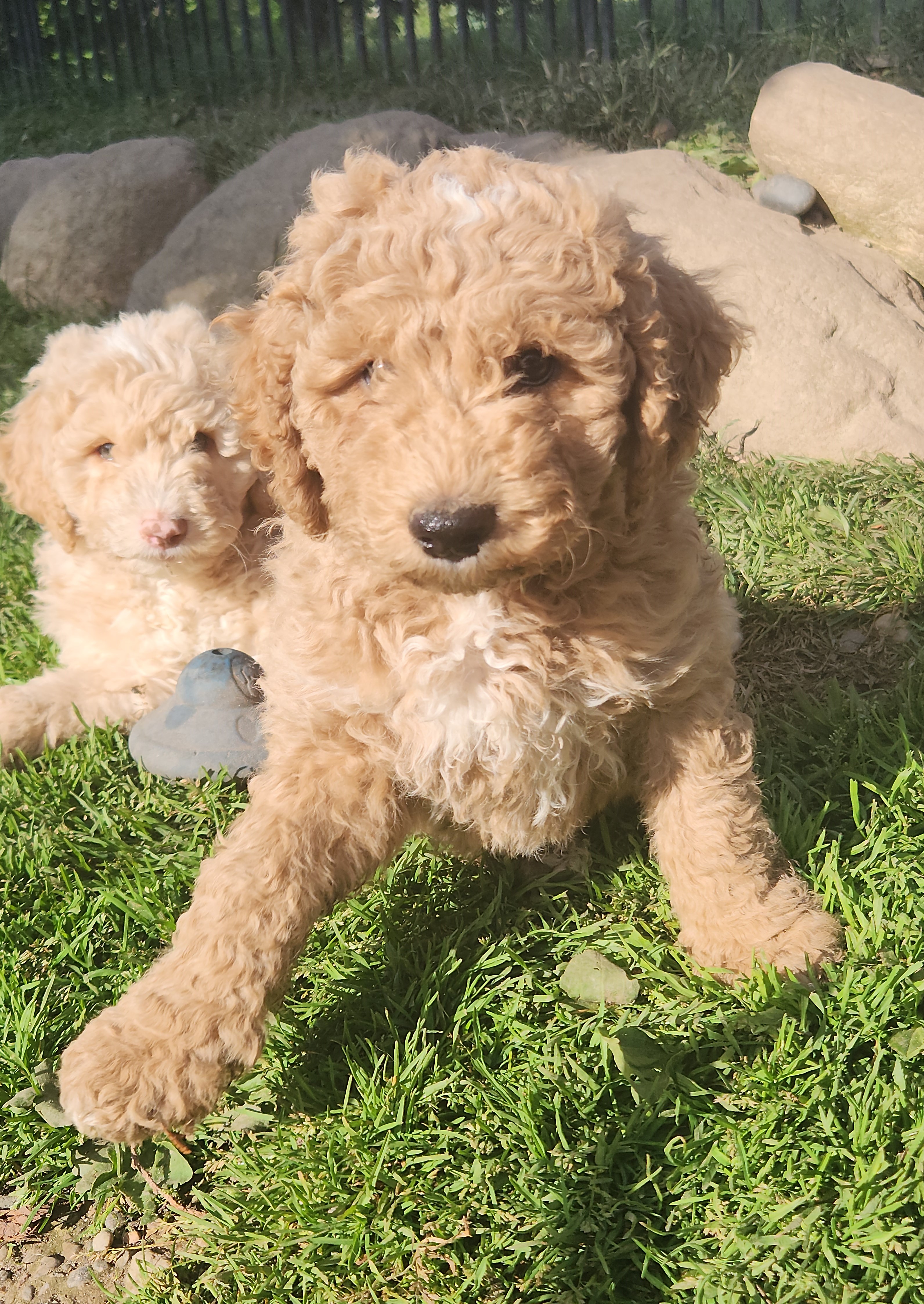 labradoodle