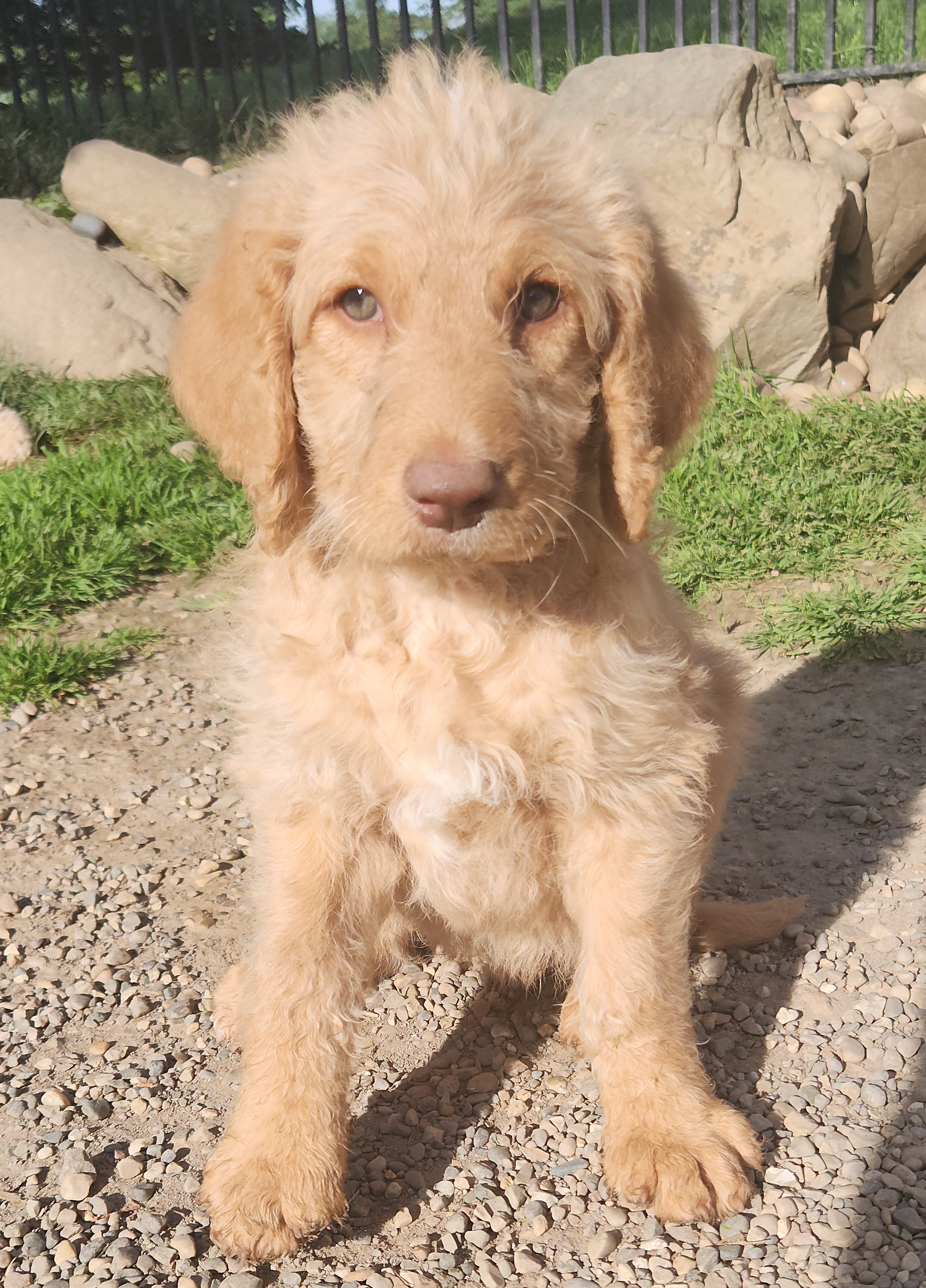 labradoodle