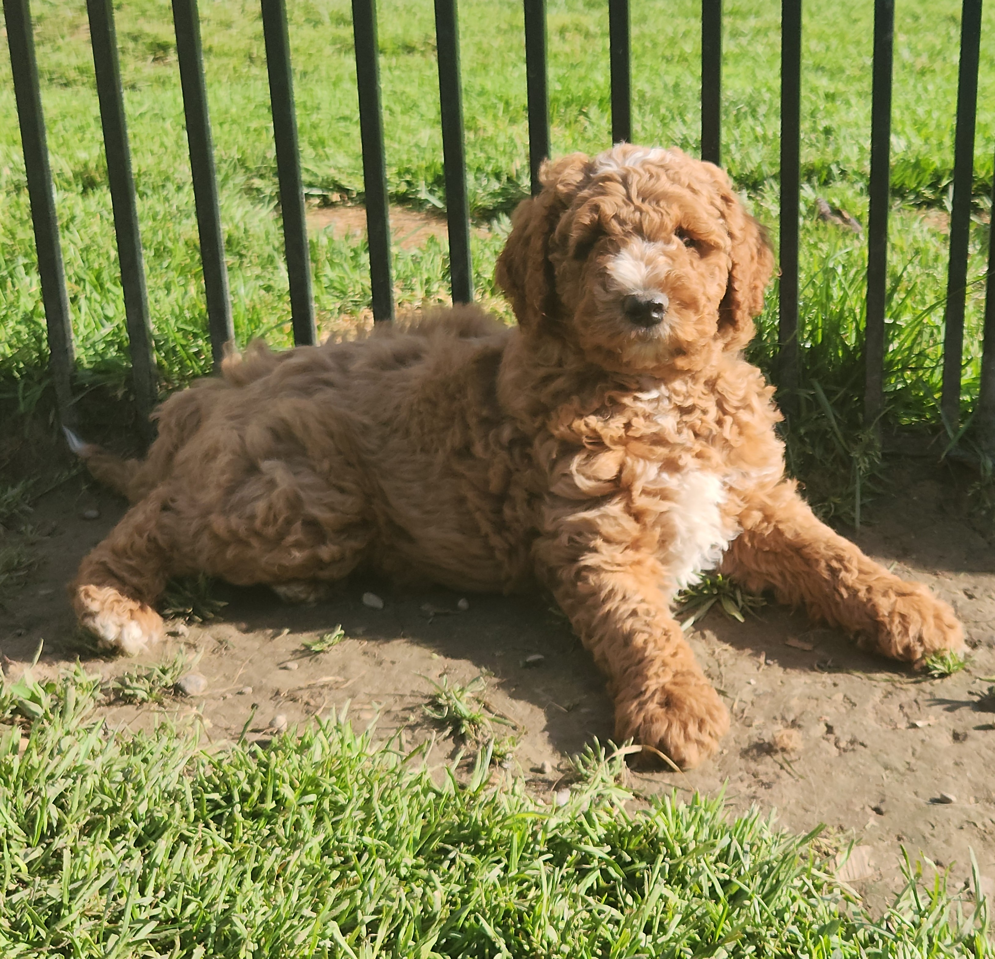 labradoodle