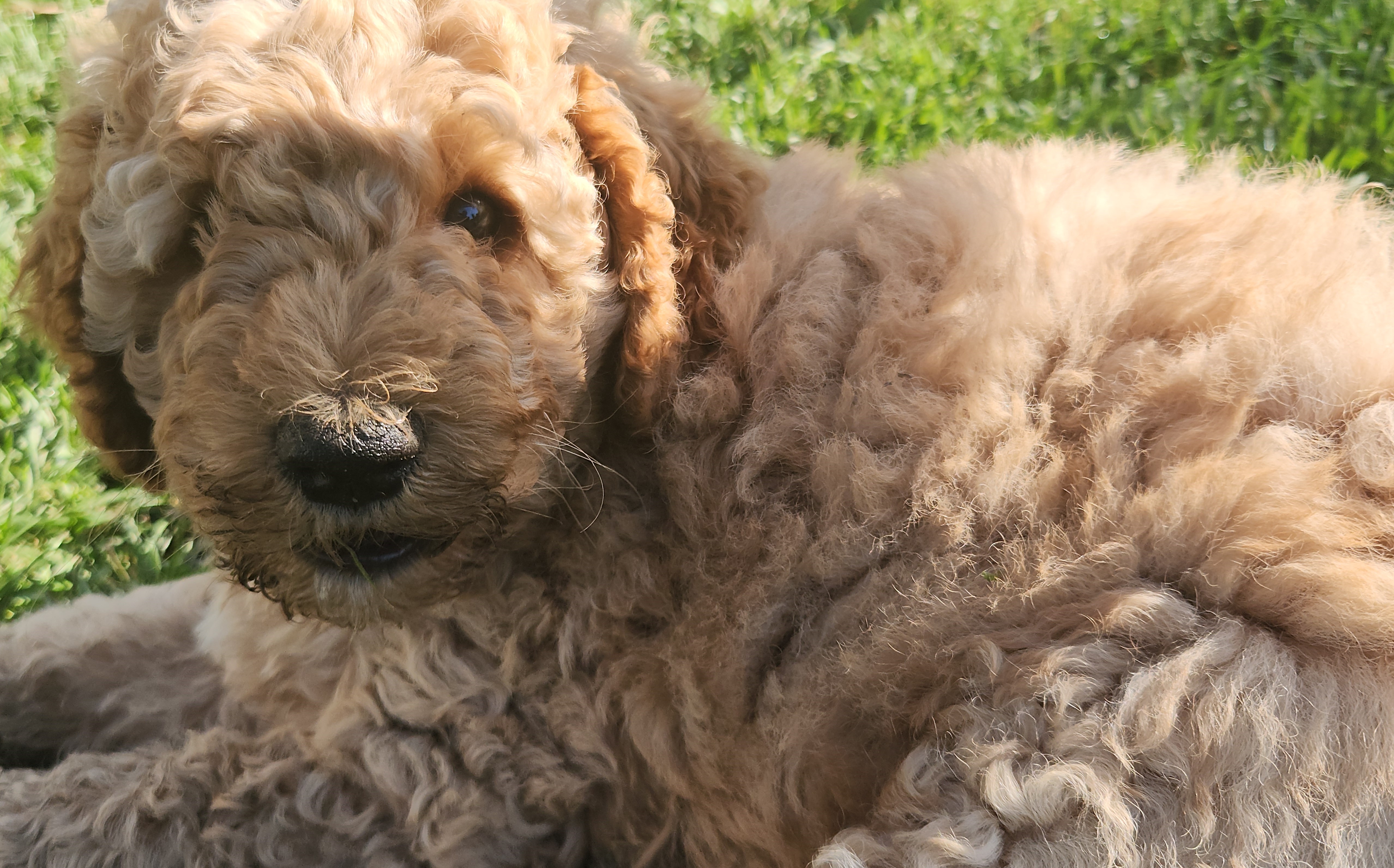labradoodle
