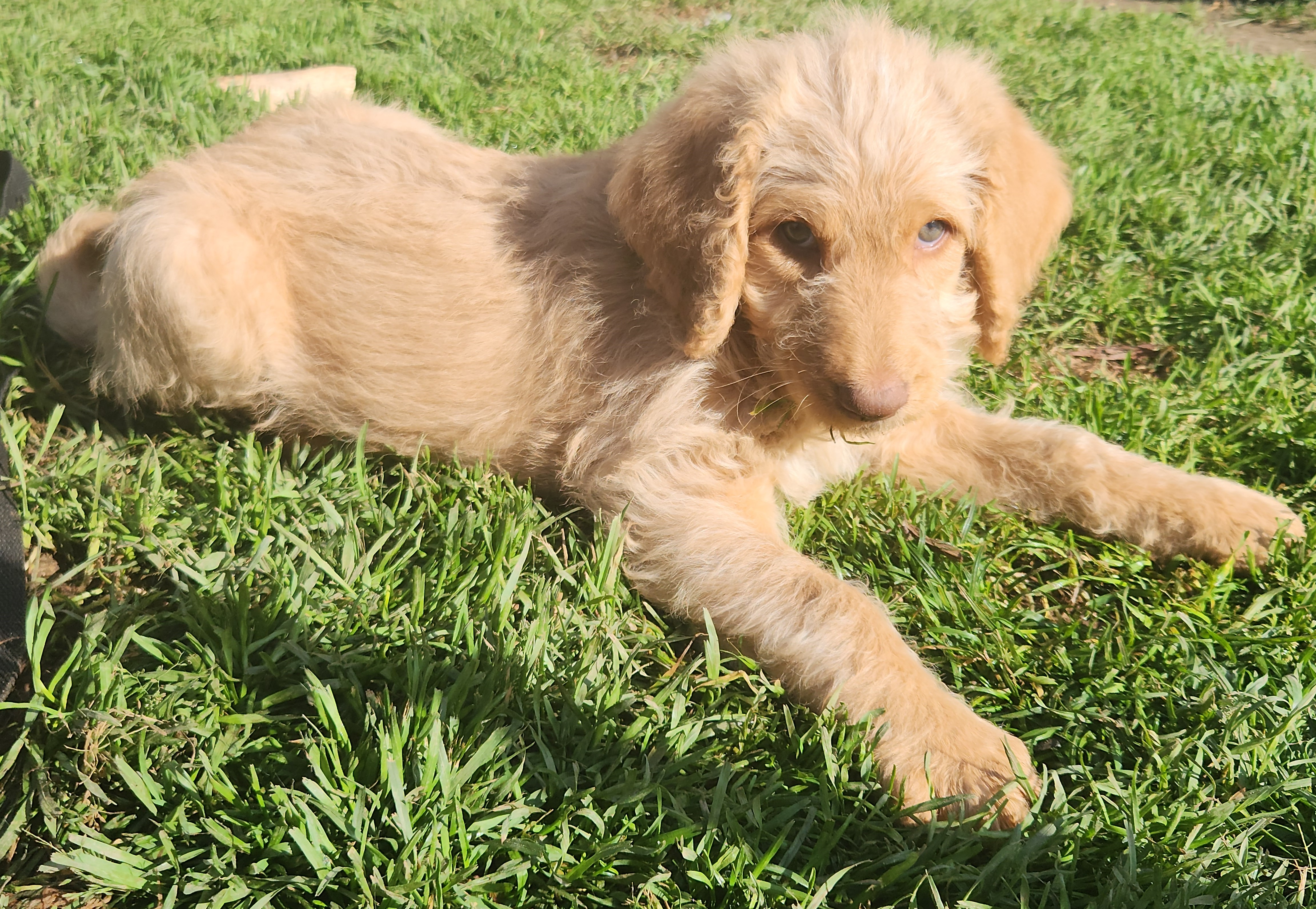 labradoodle