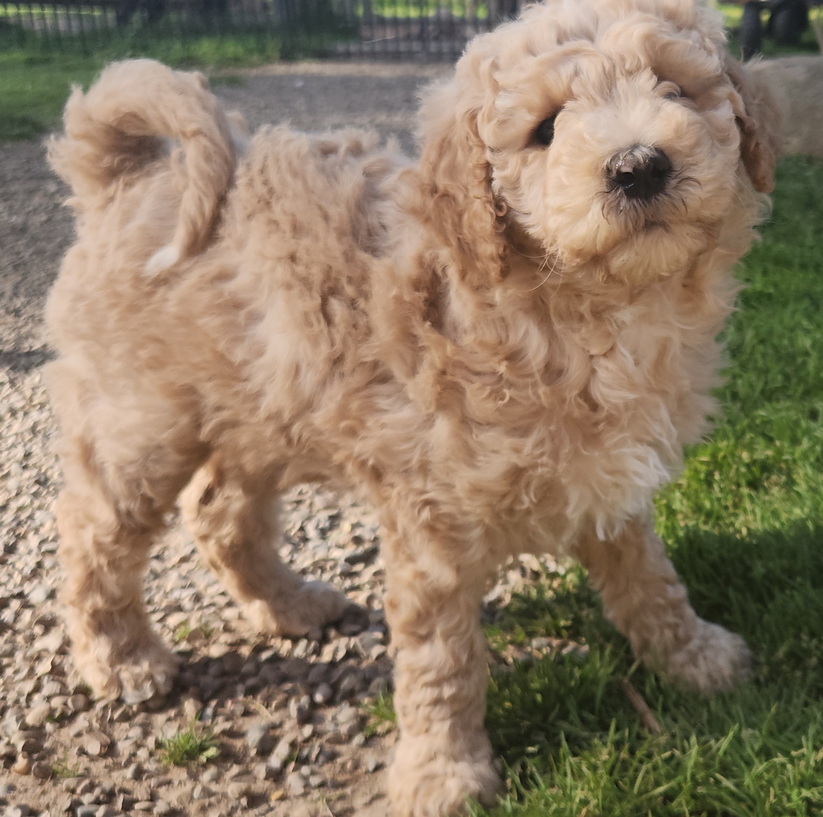 labradoodle