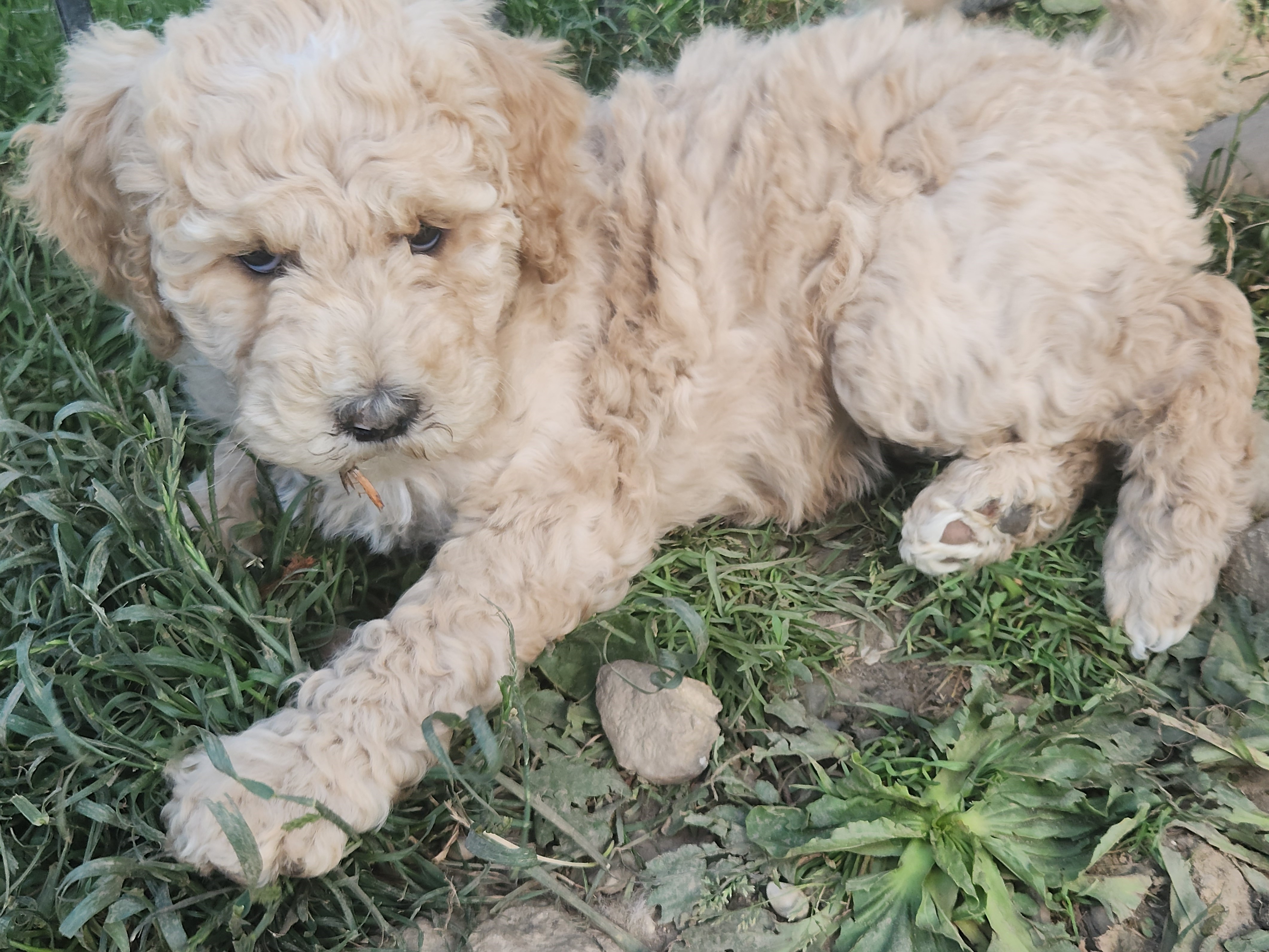 labradoodle