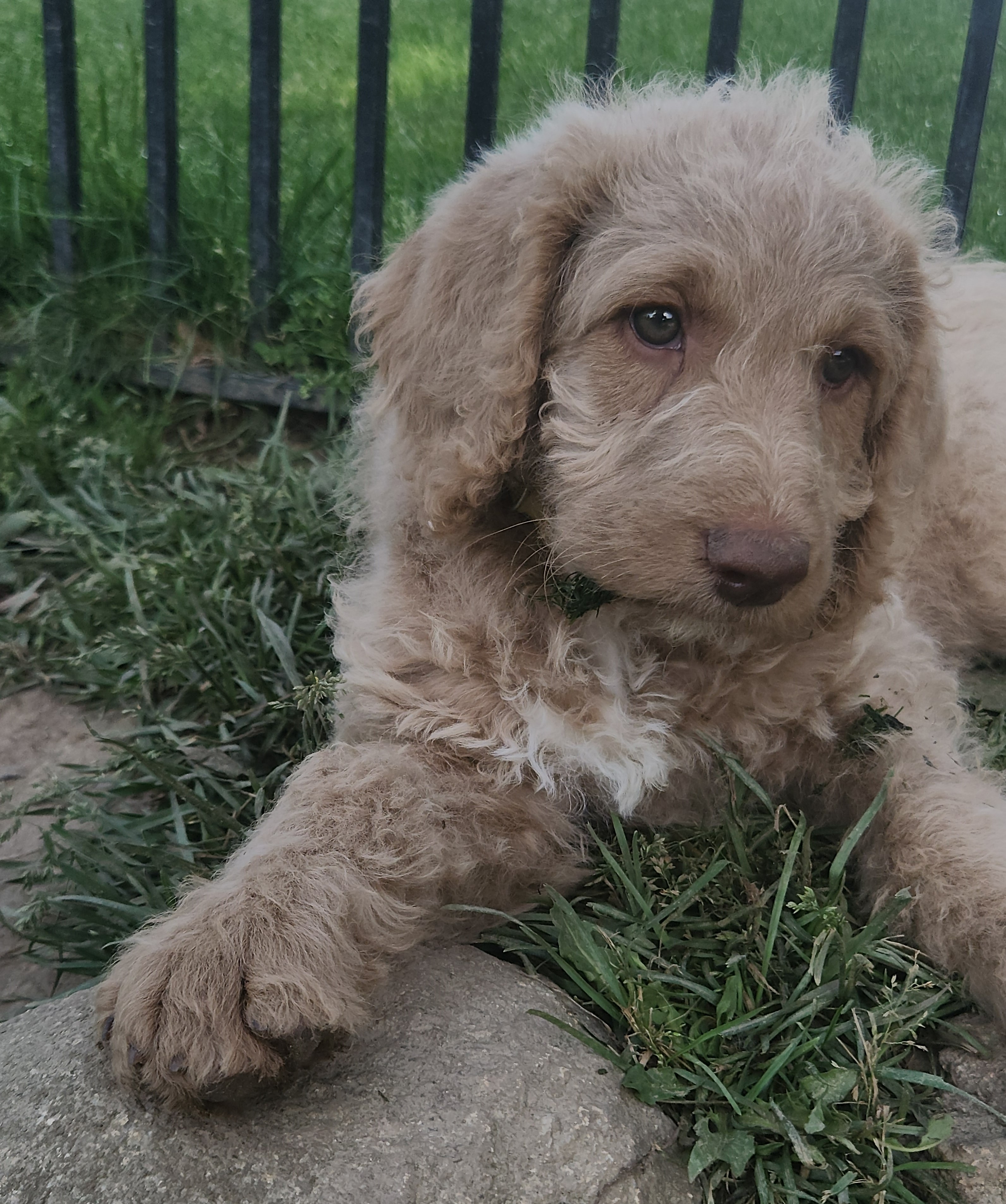 labradoodle