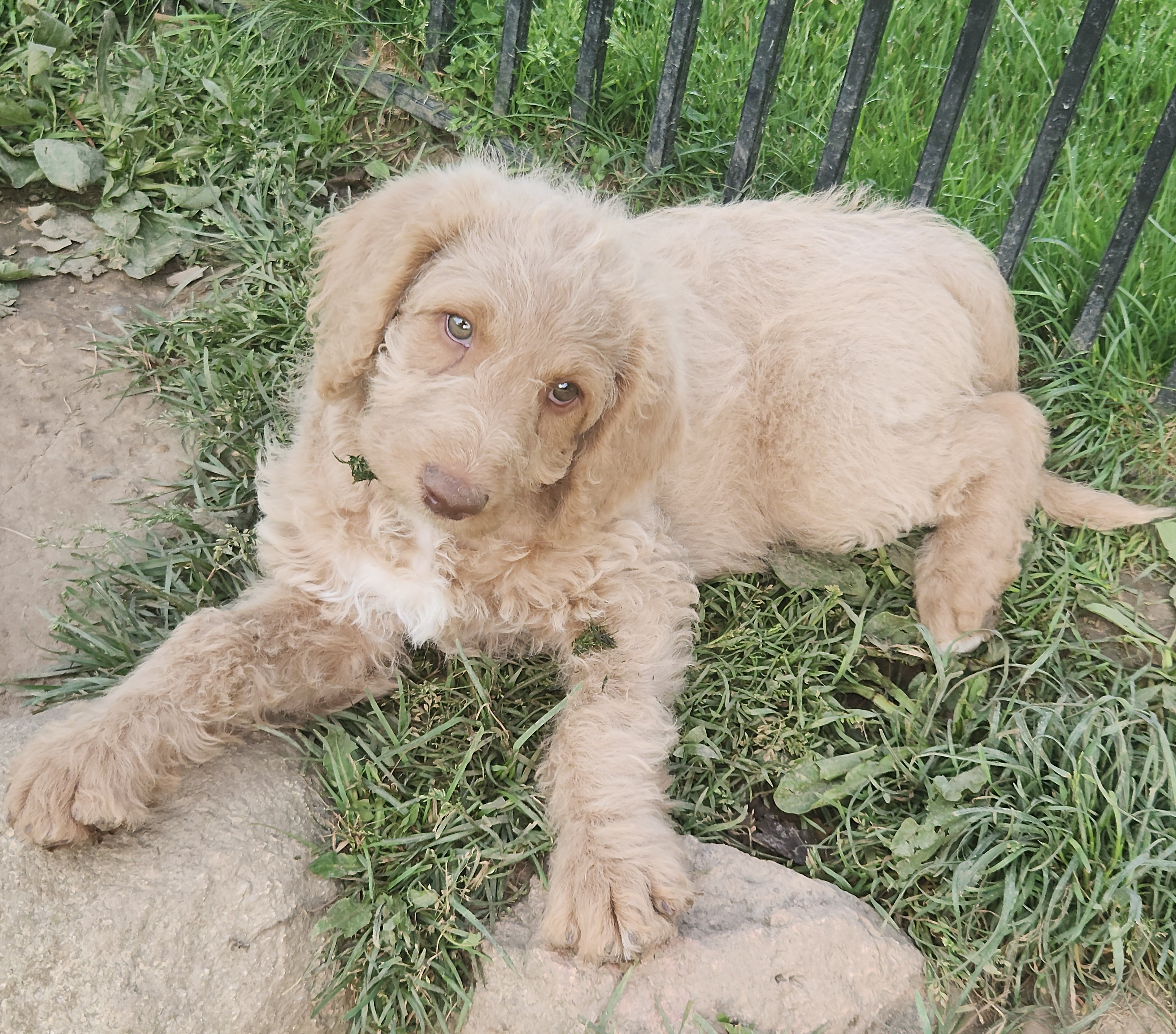 labradoodle