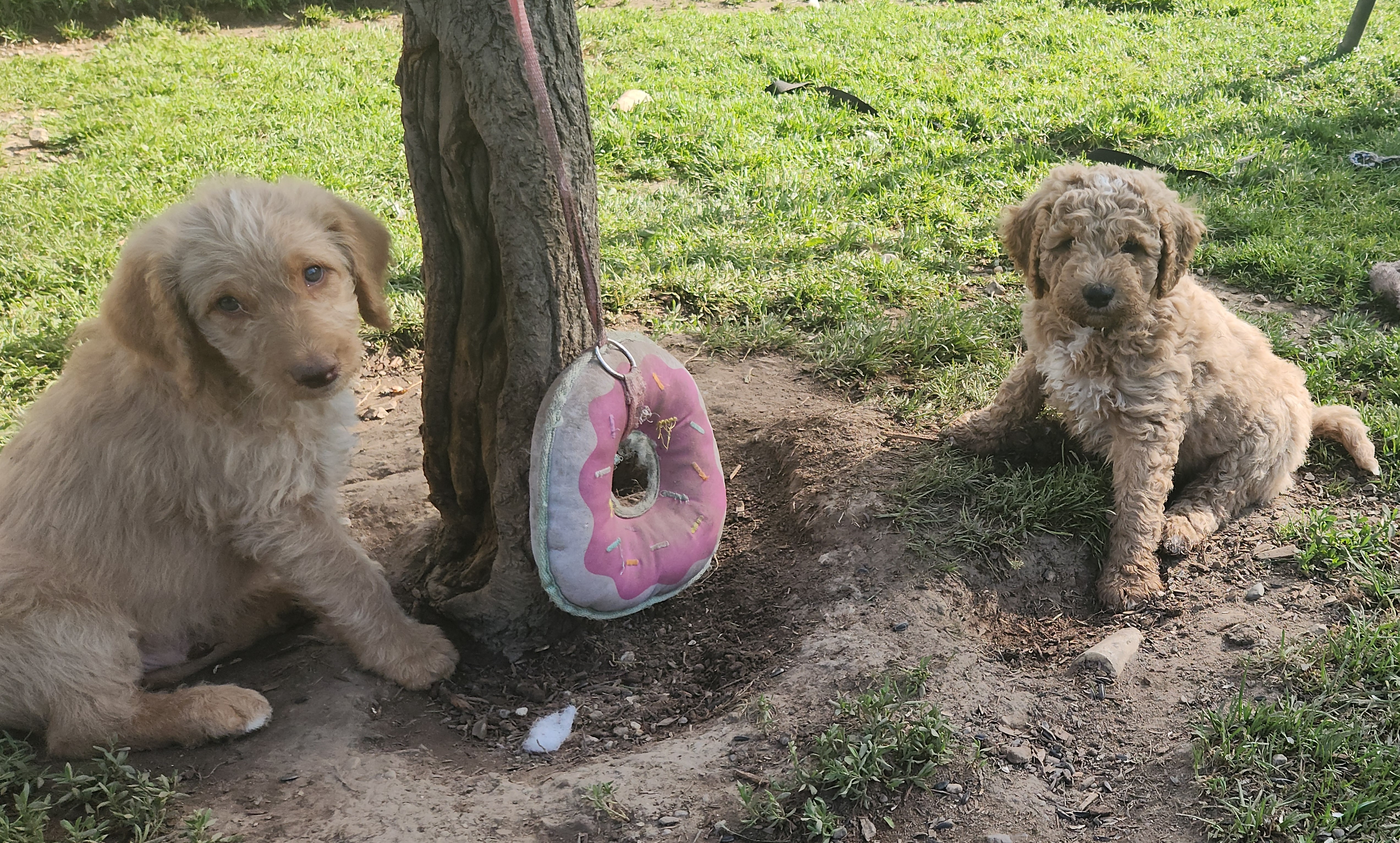 labradoodle