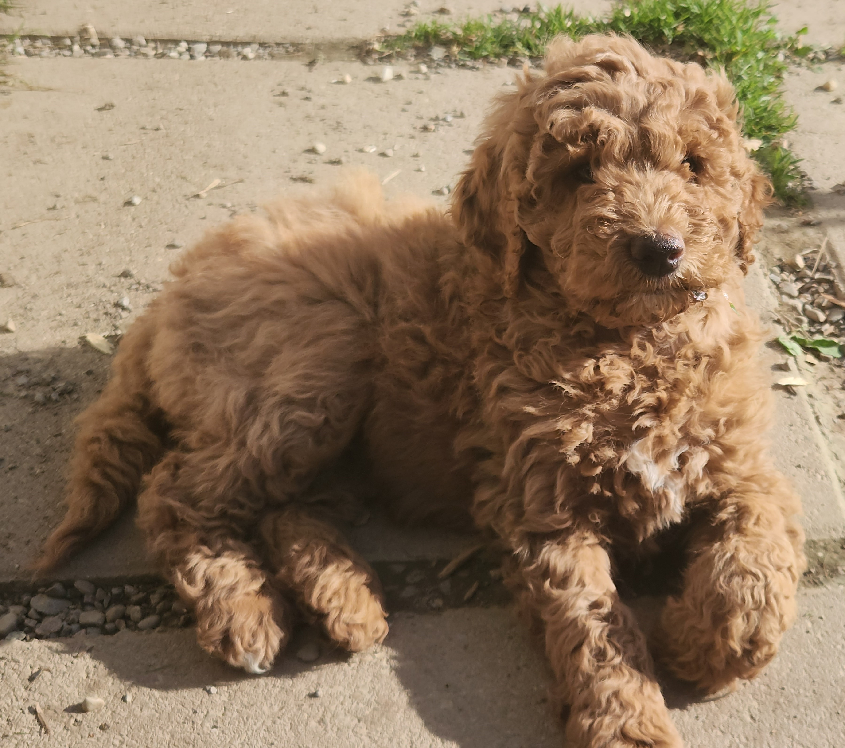labradoodle