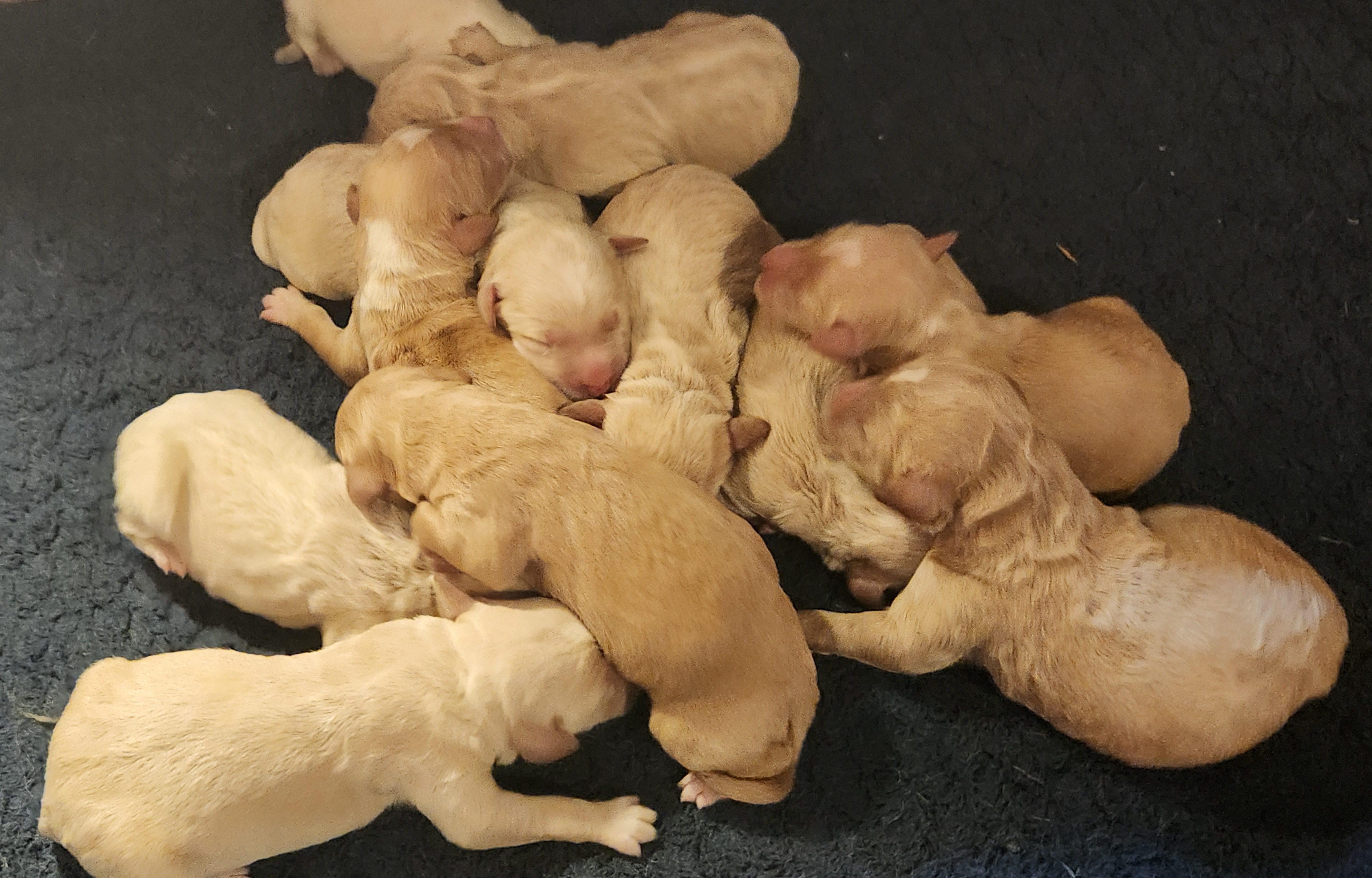 labradoodle