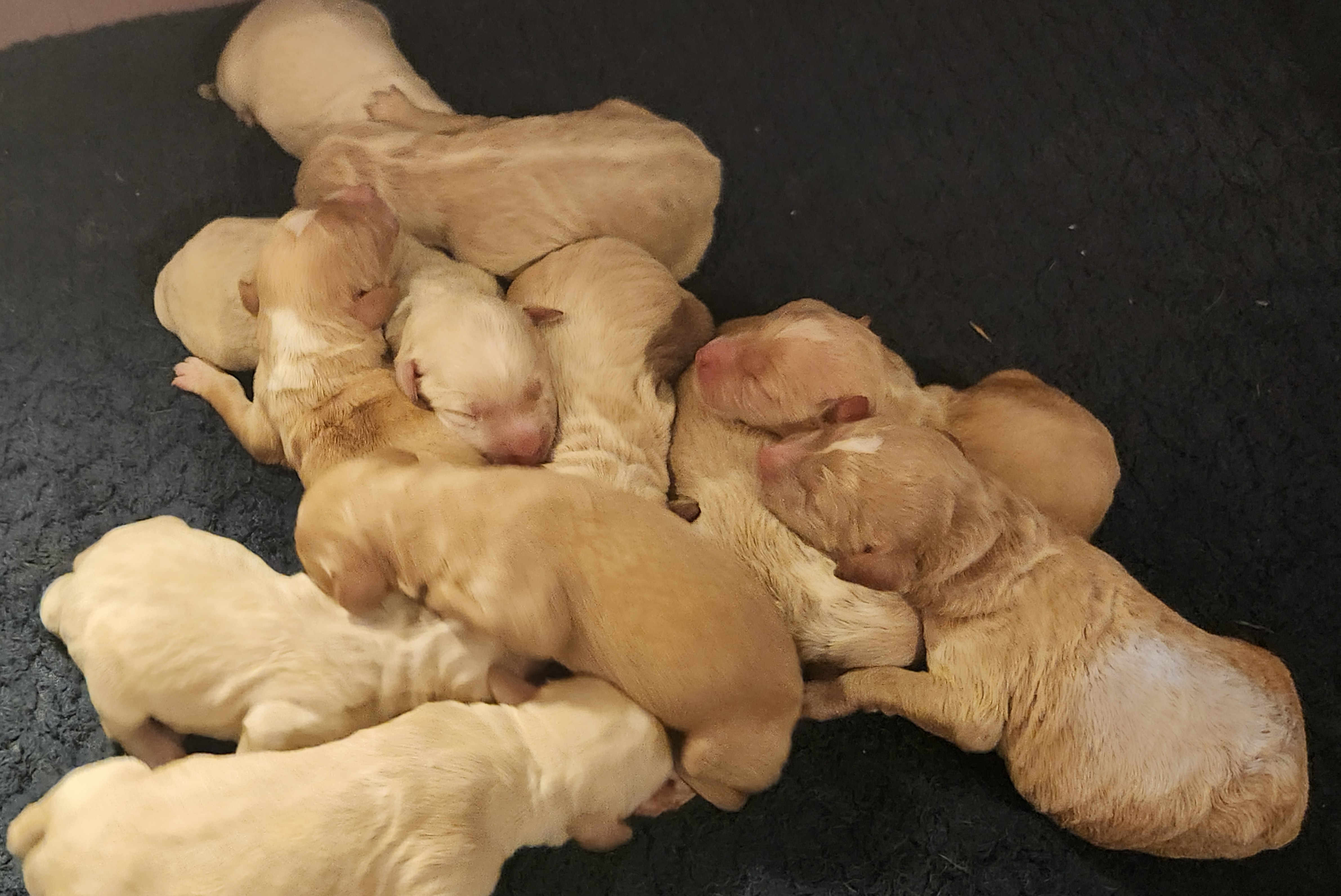 labradoodle