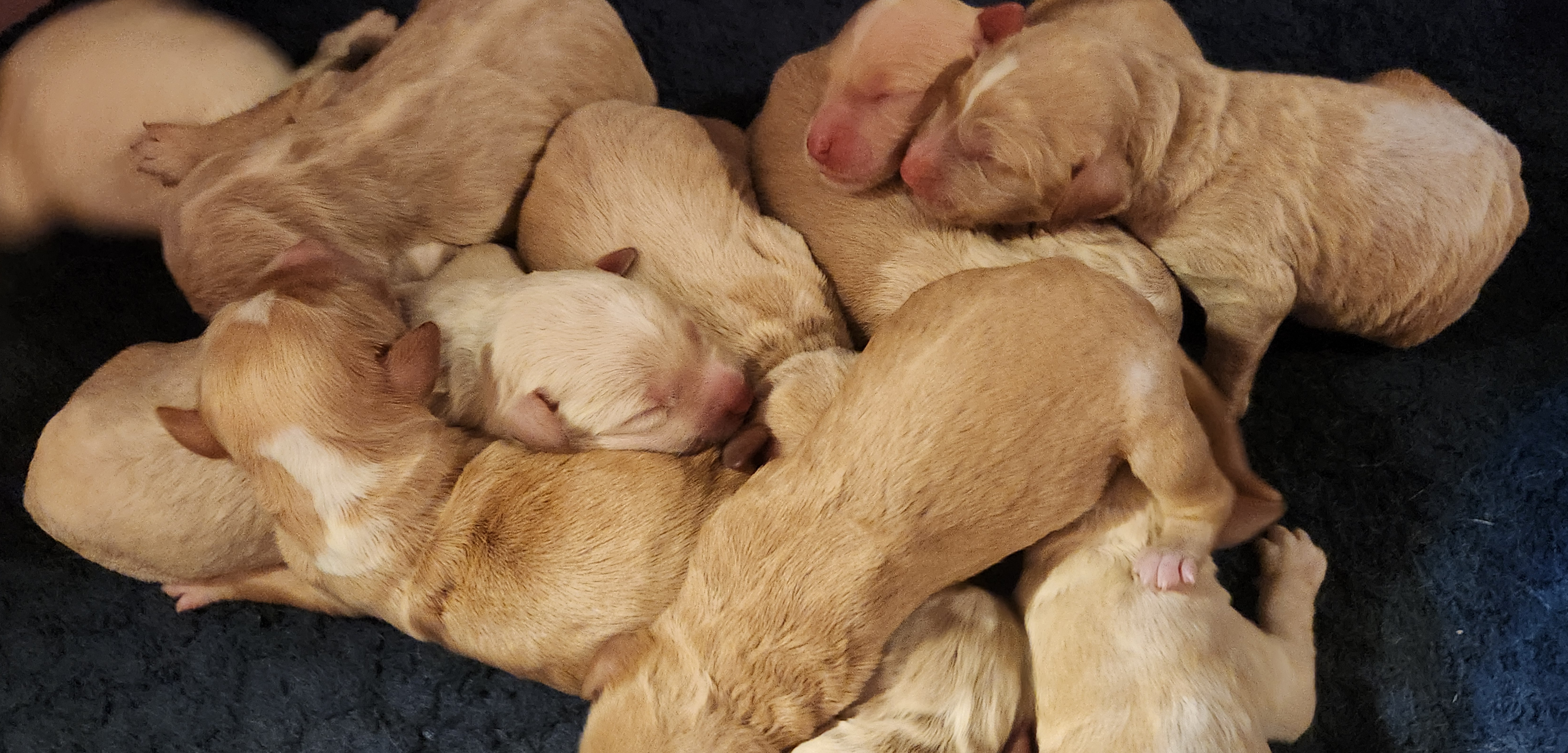 labradoodle