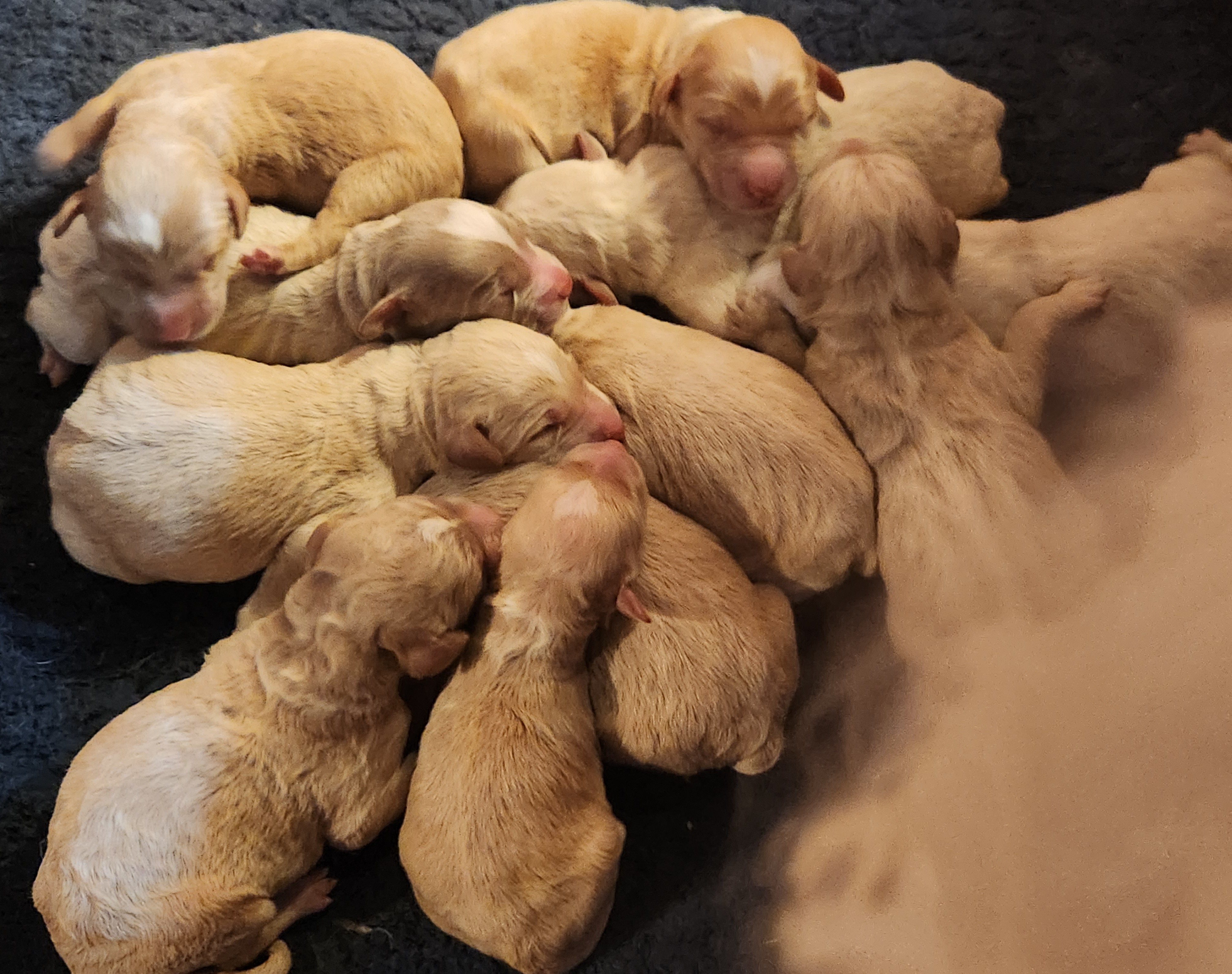 labradoodle