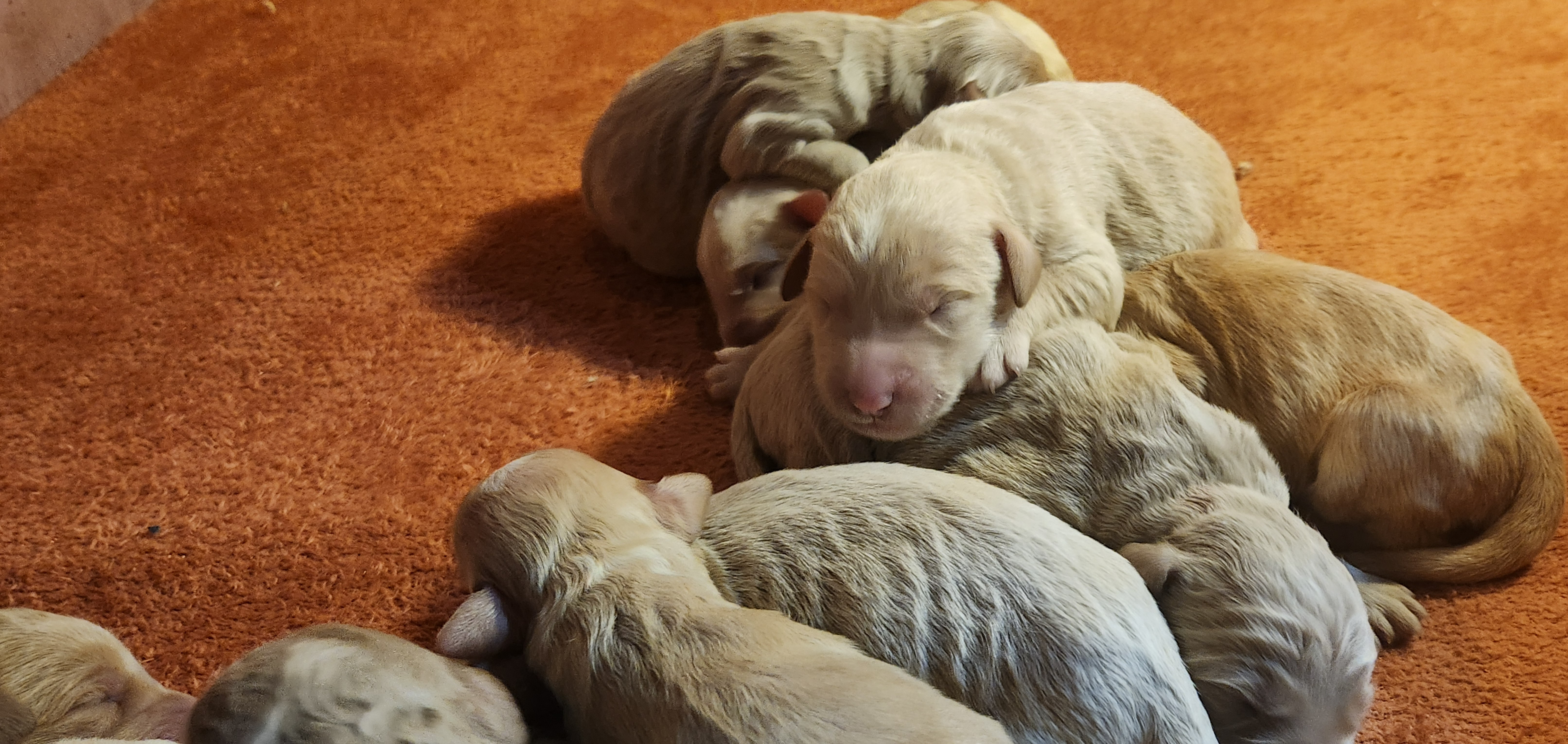 labradoodle