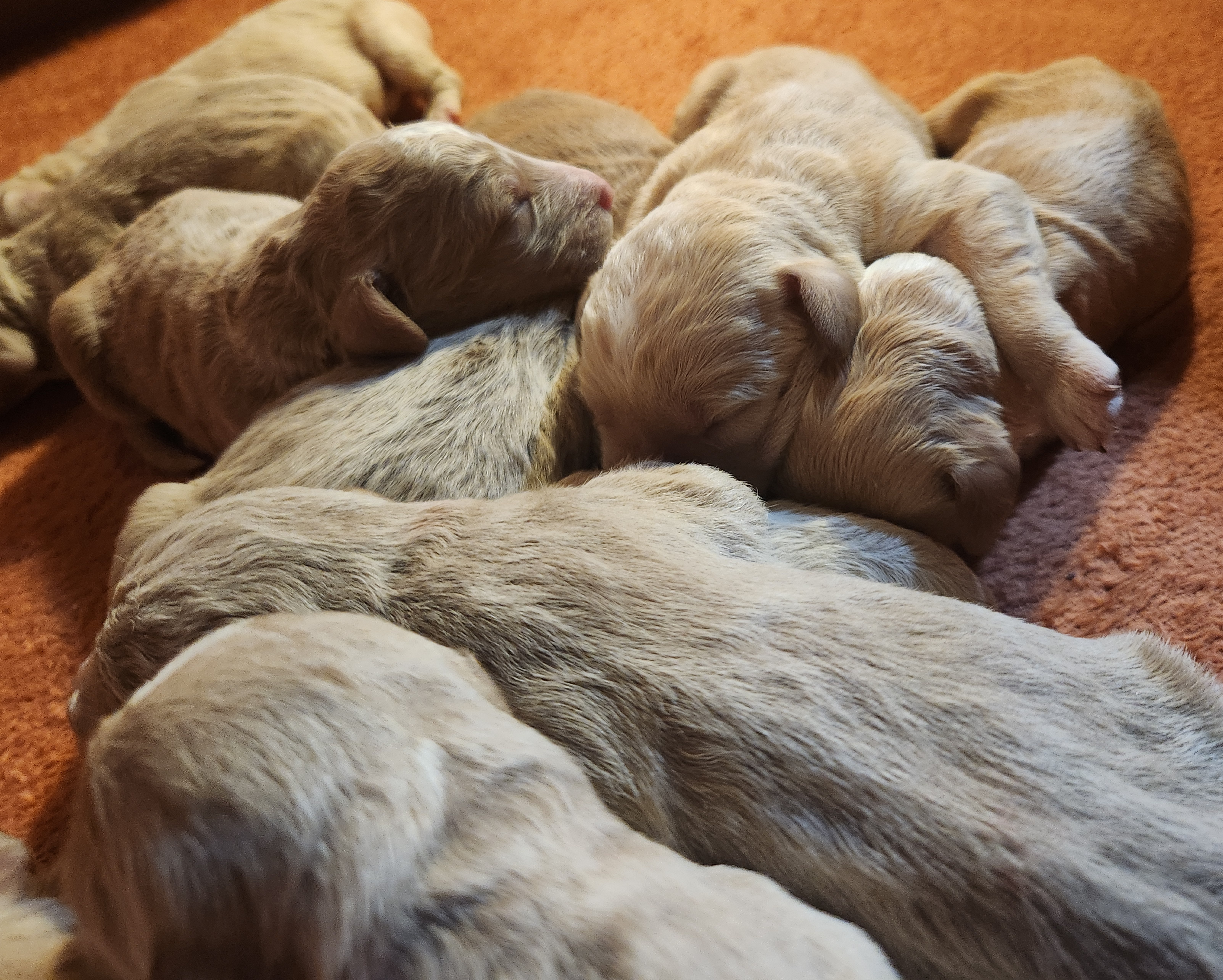 labradoodle