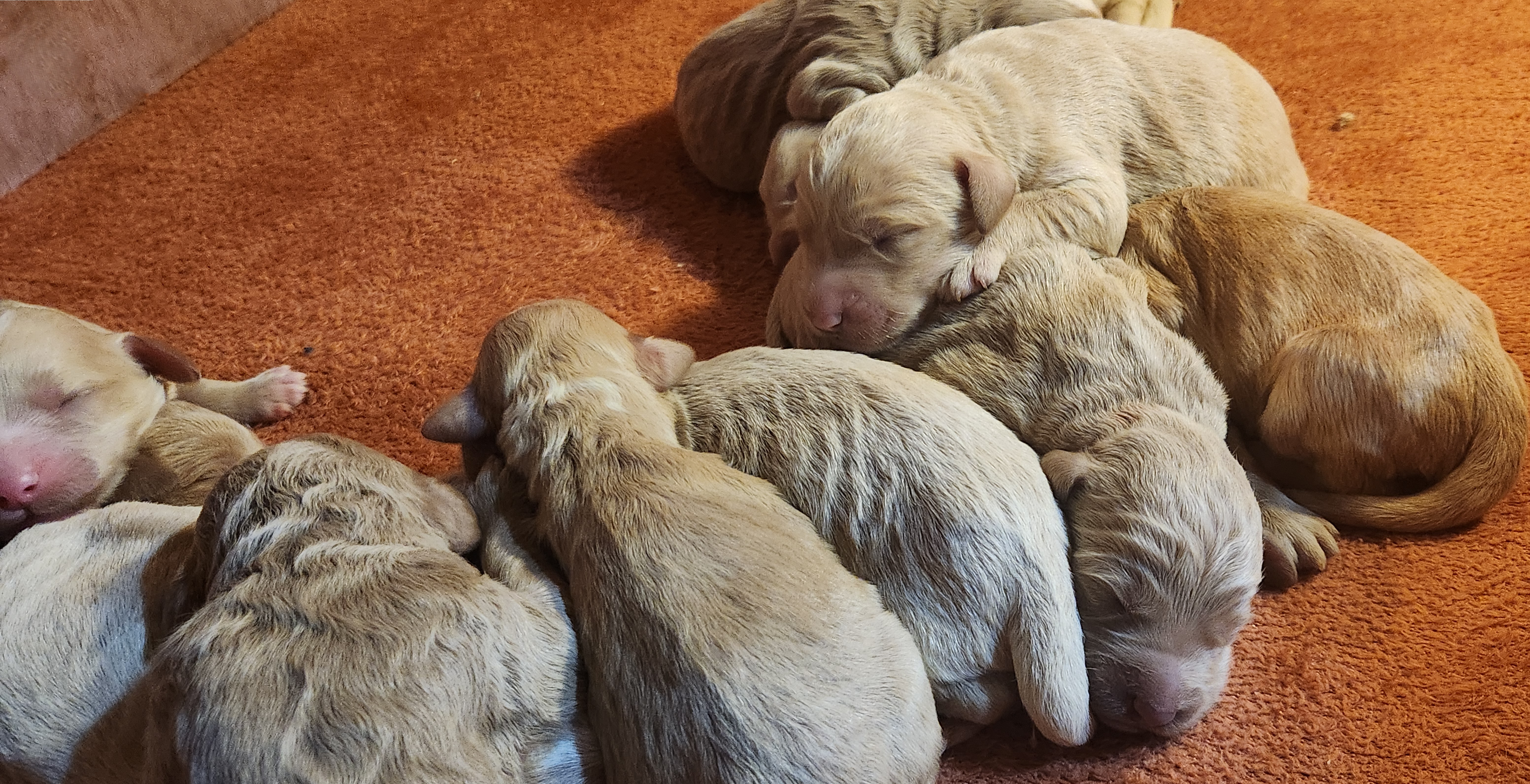 labradoodle