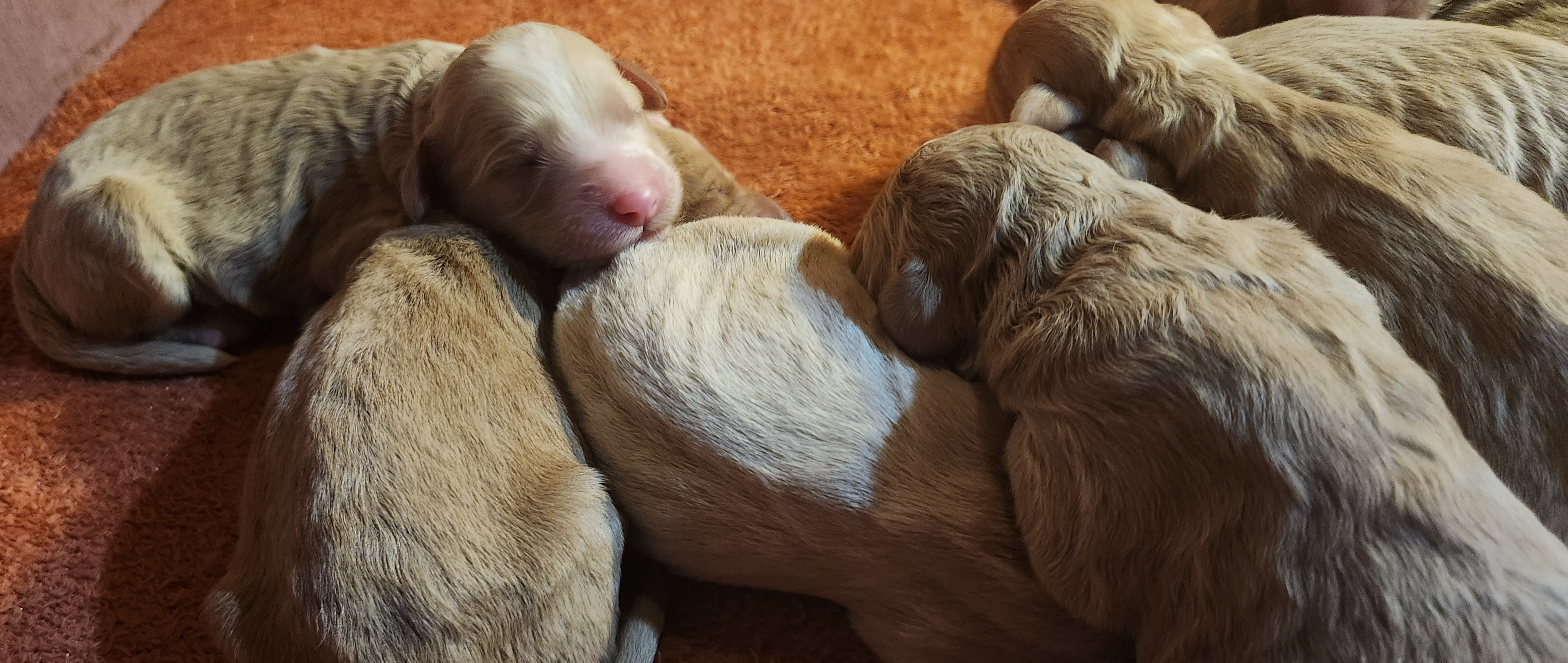 labradoodle
