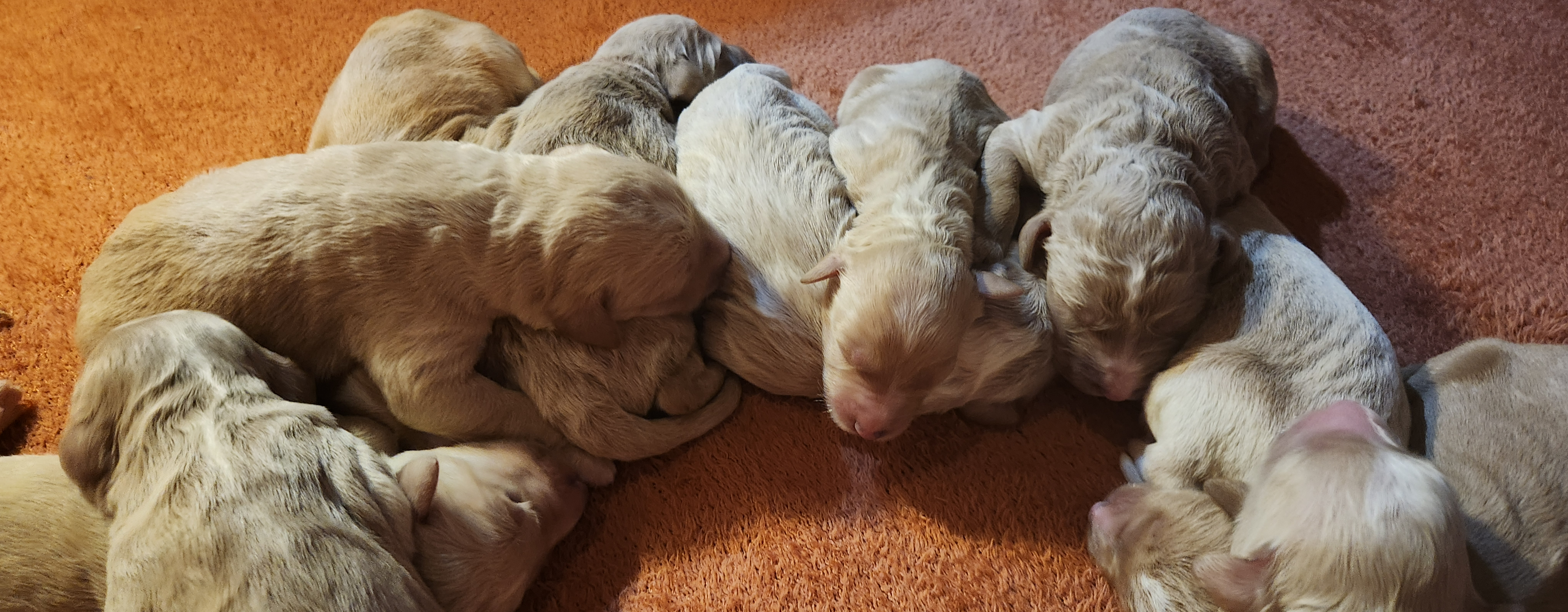 labradoodle