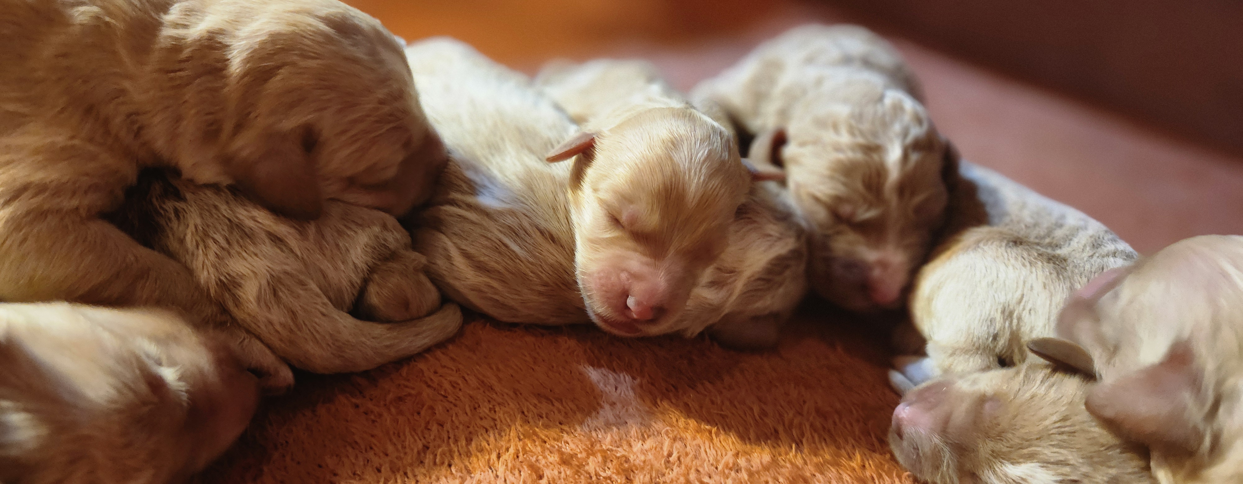labradoodle