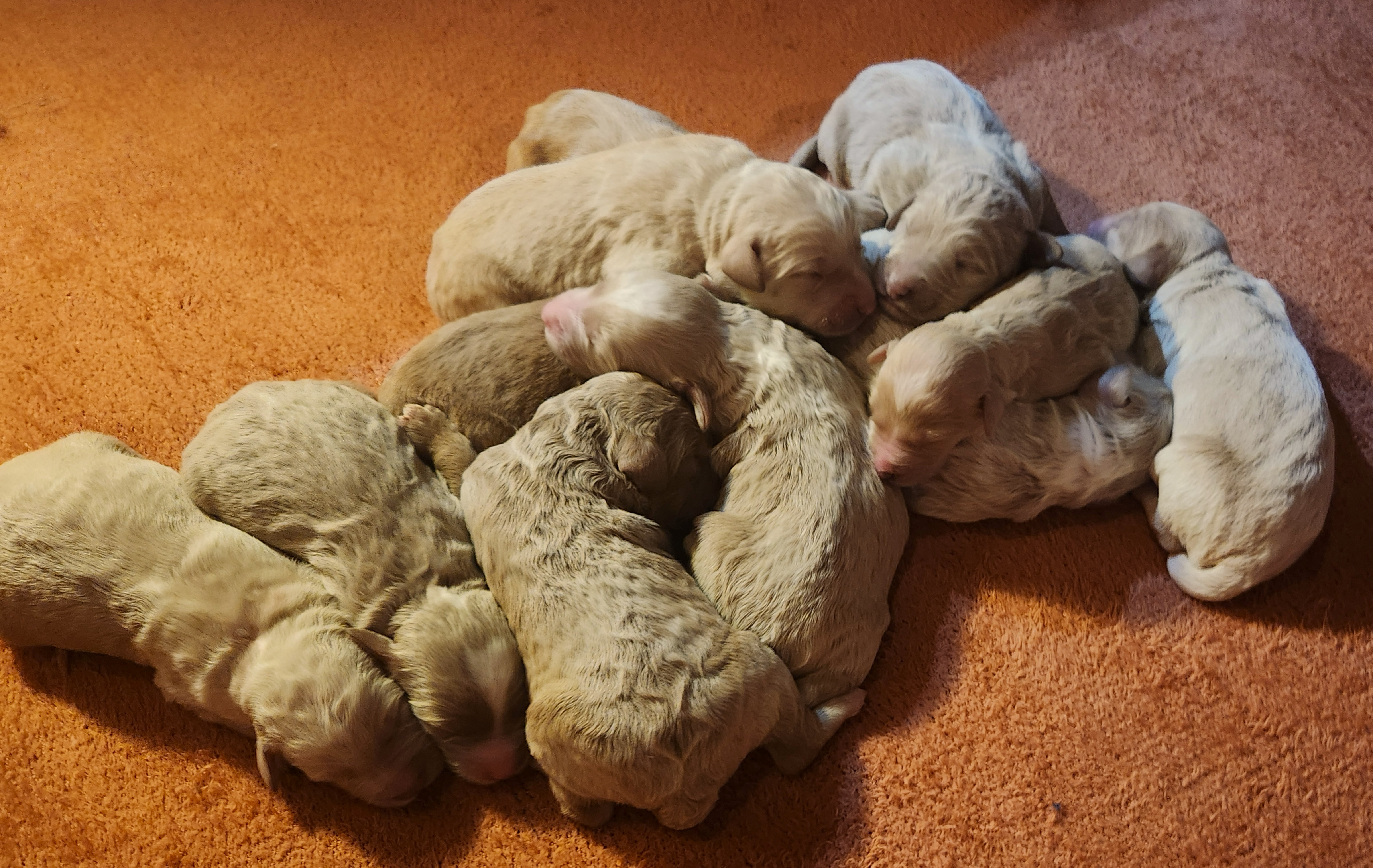 labradoodle