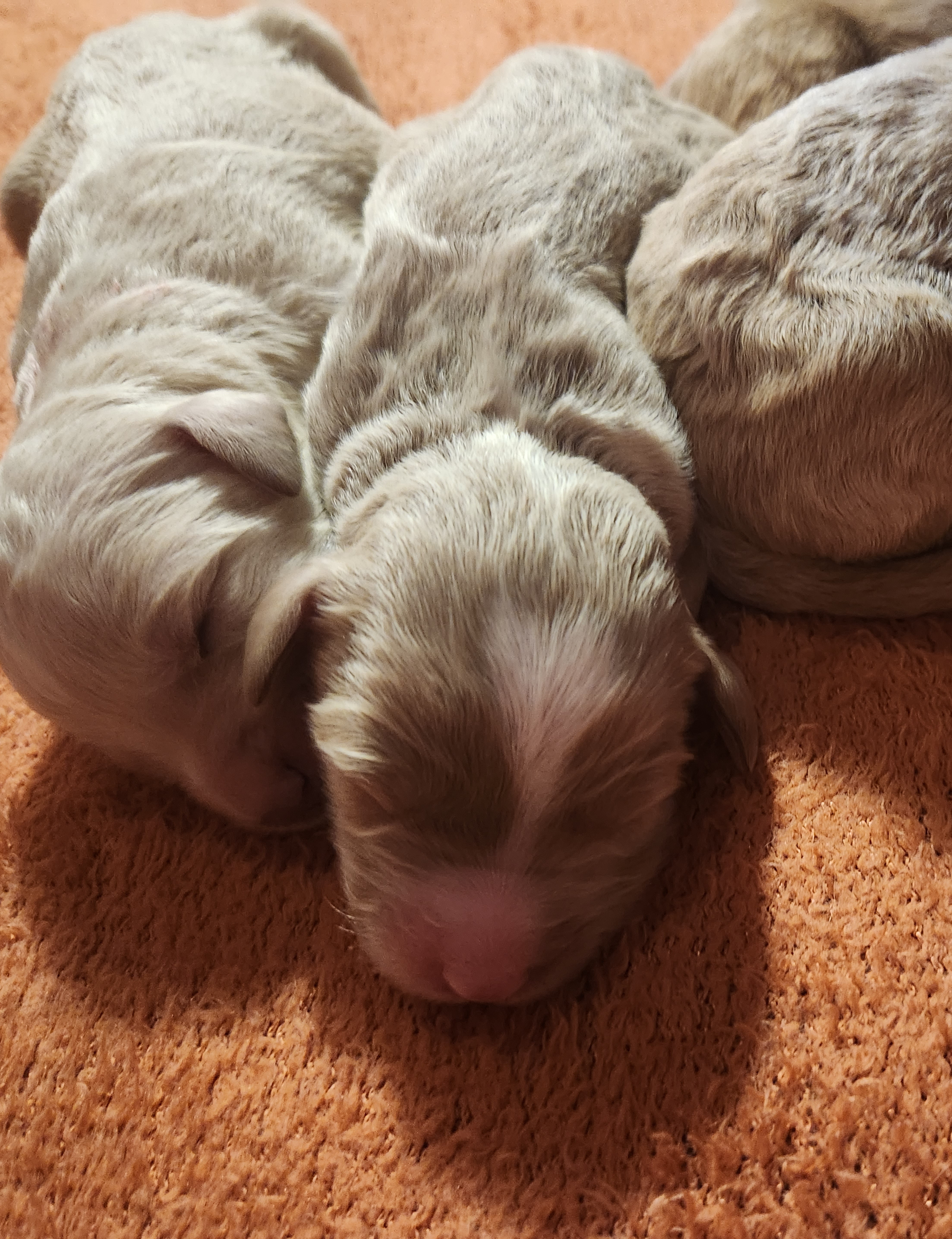 labradoodle