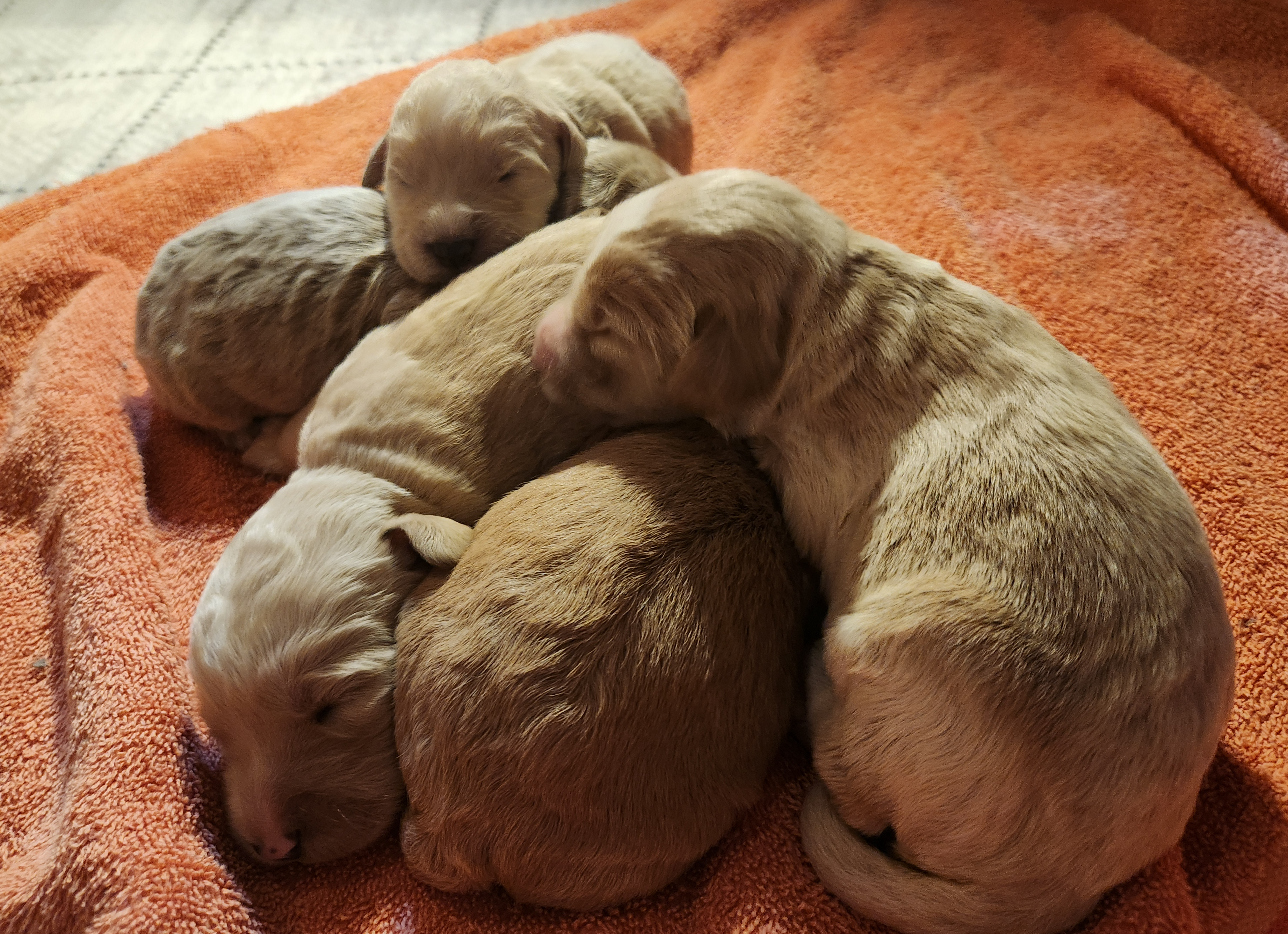 labradoodle