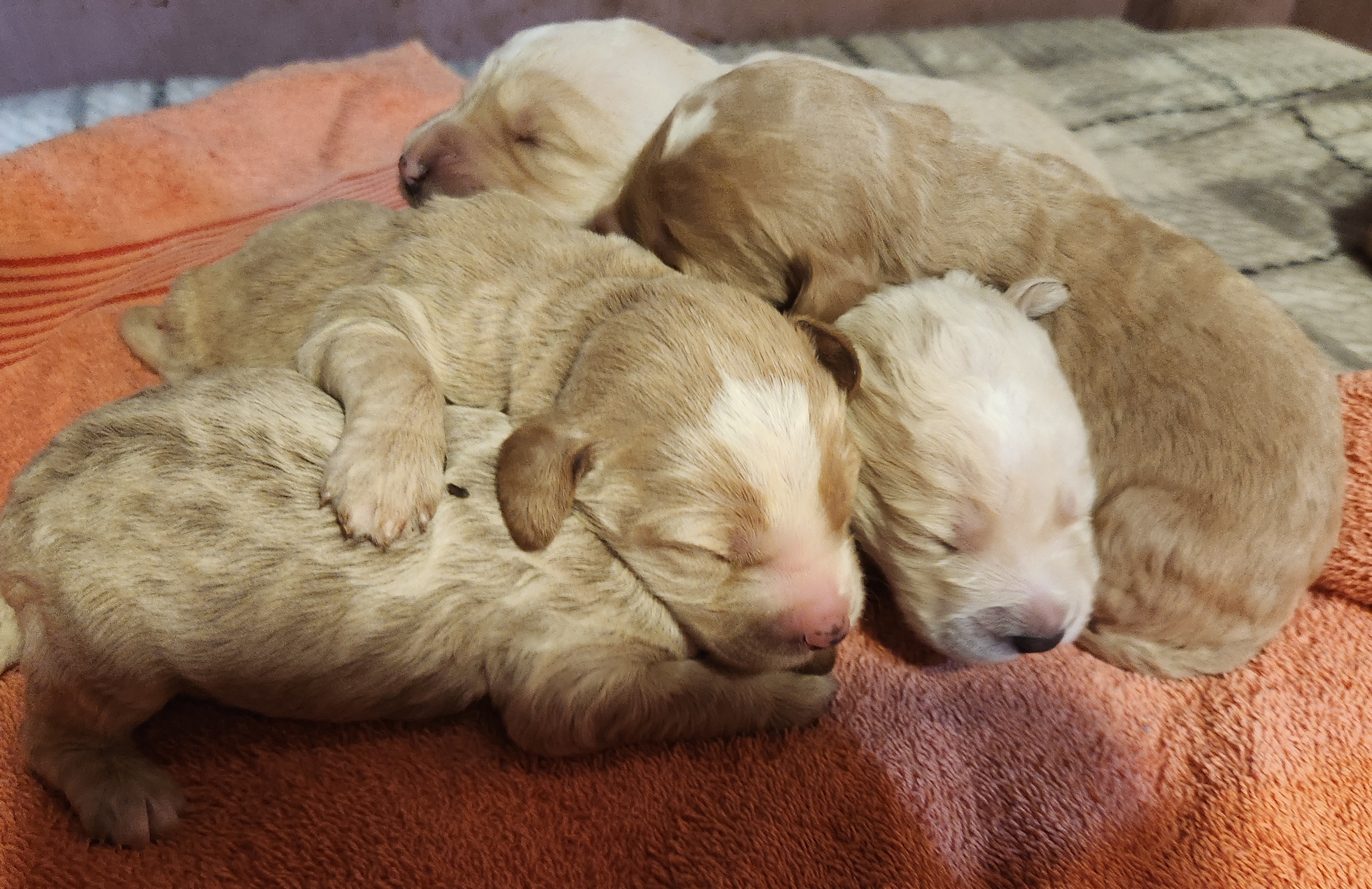 labradoodle