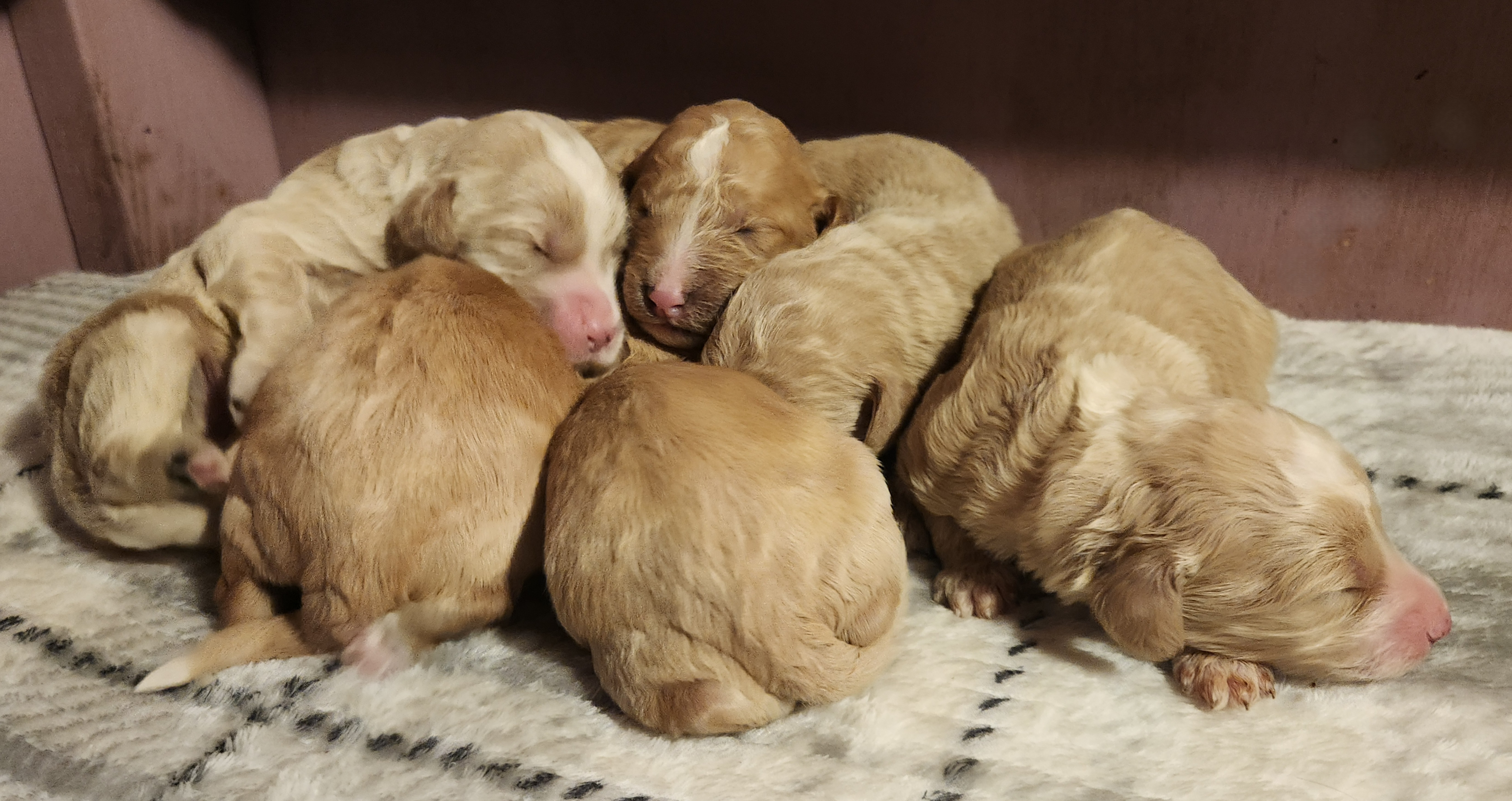 labradoodle