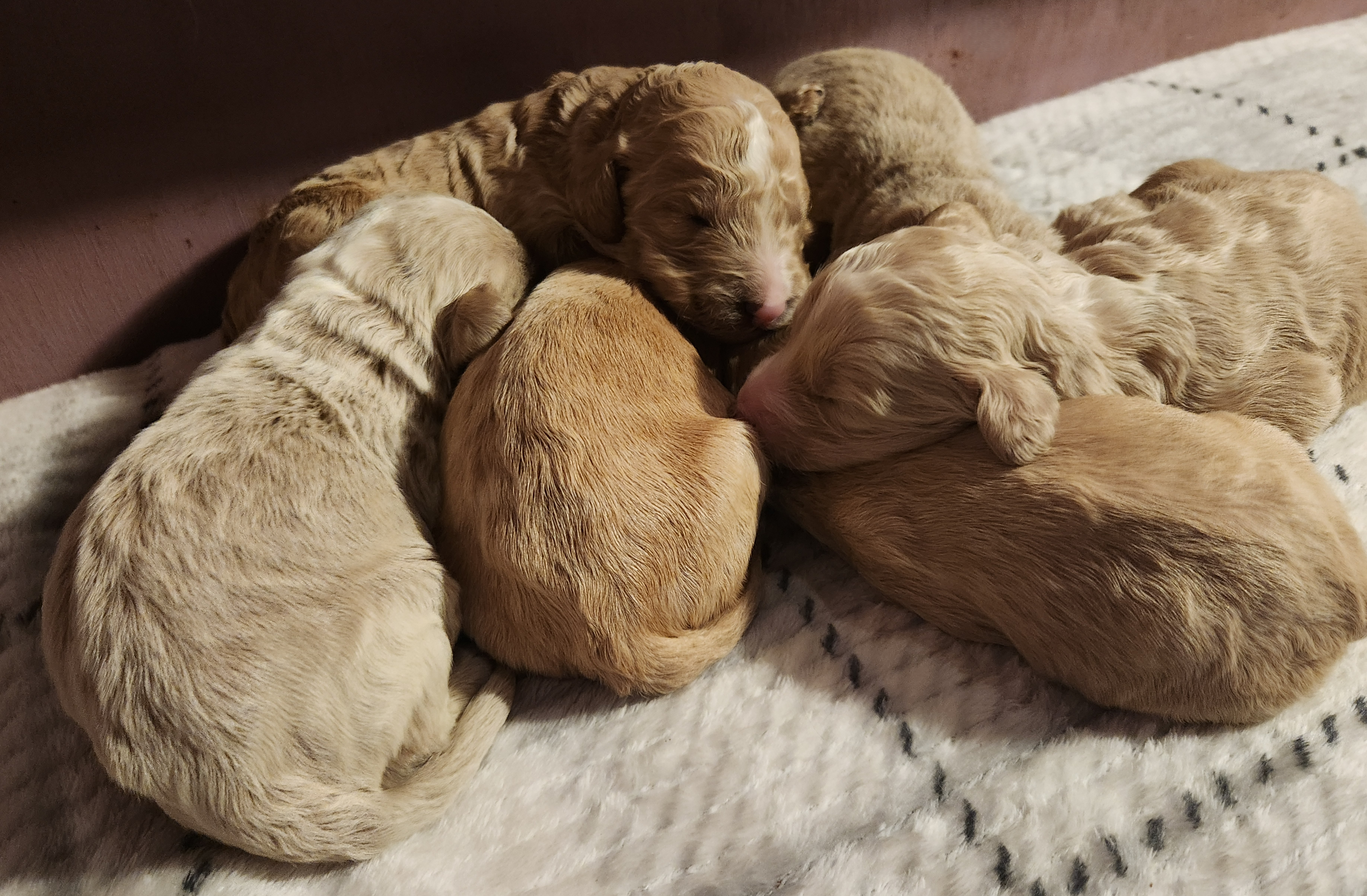 labradoodle