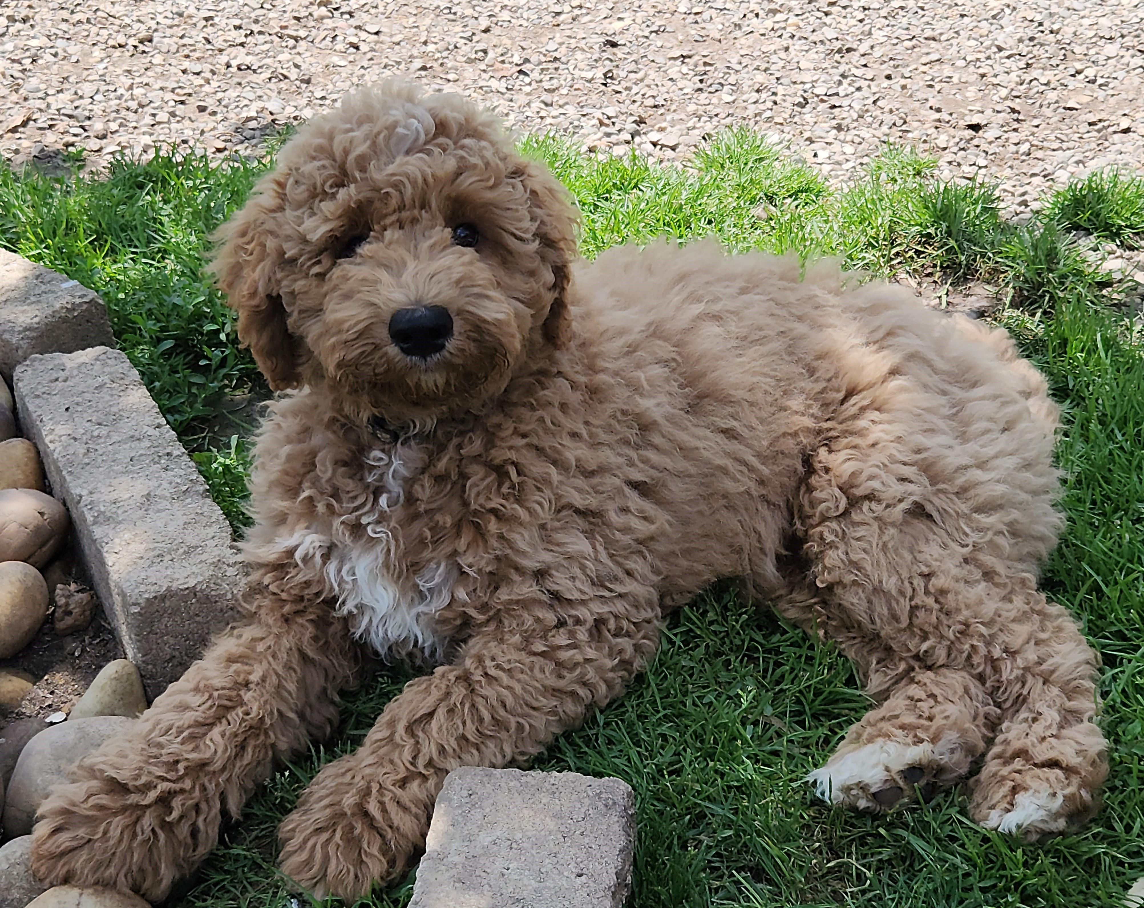 labradoodle
