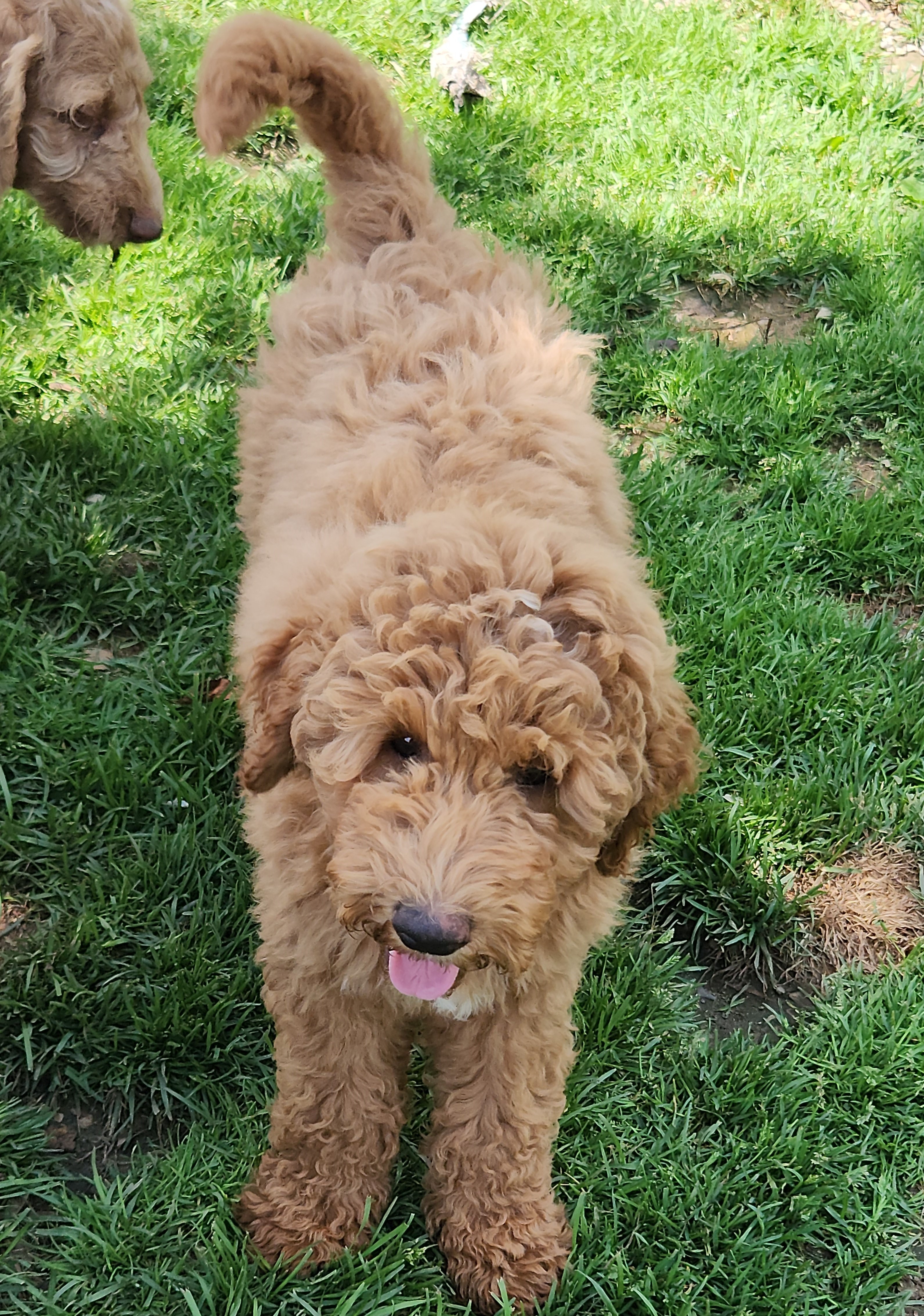 labradoodle
