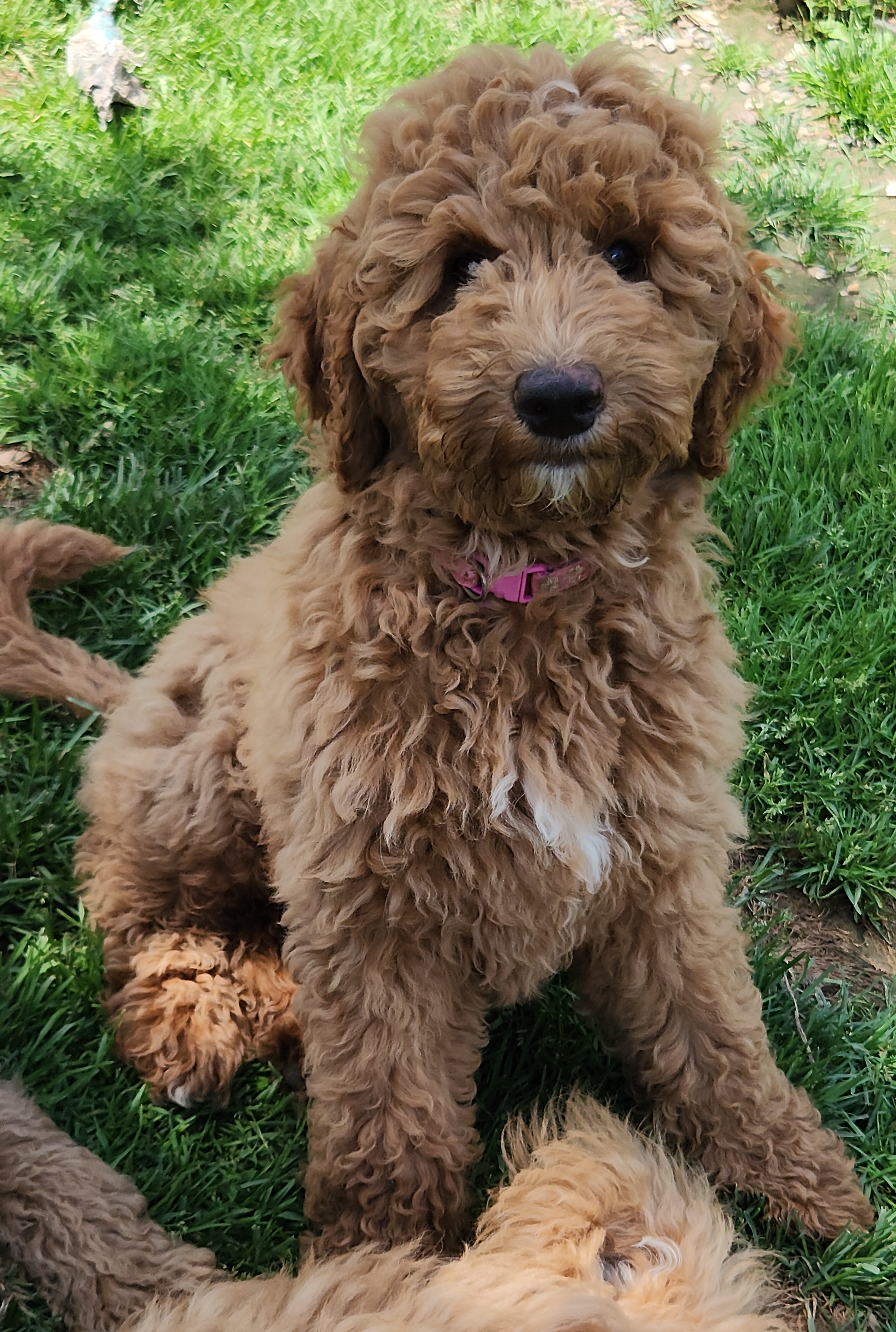 labradoodle