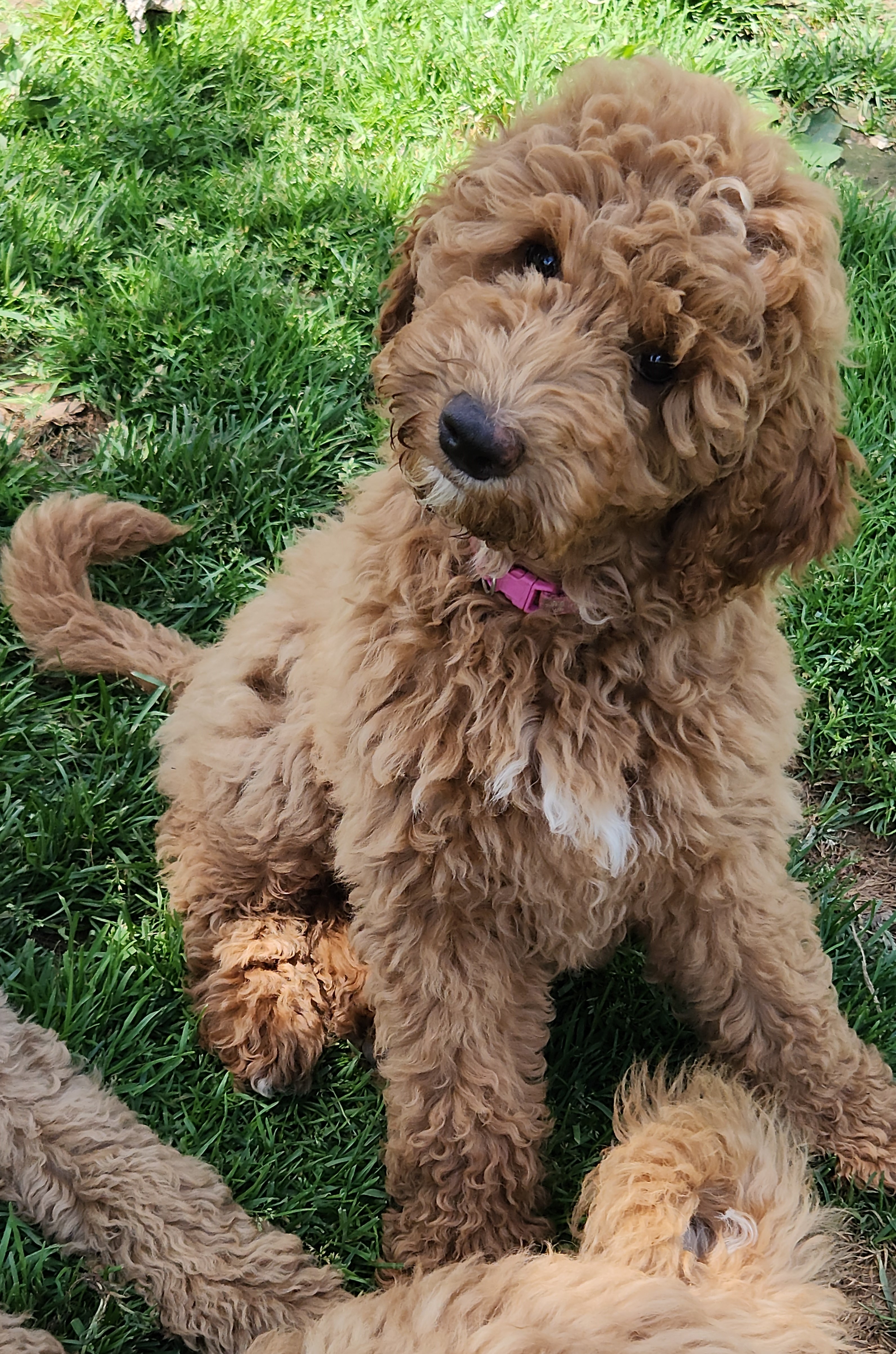 labradoodle
