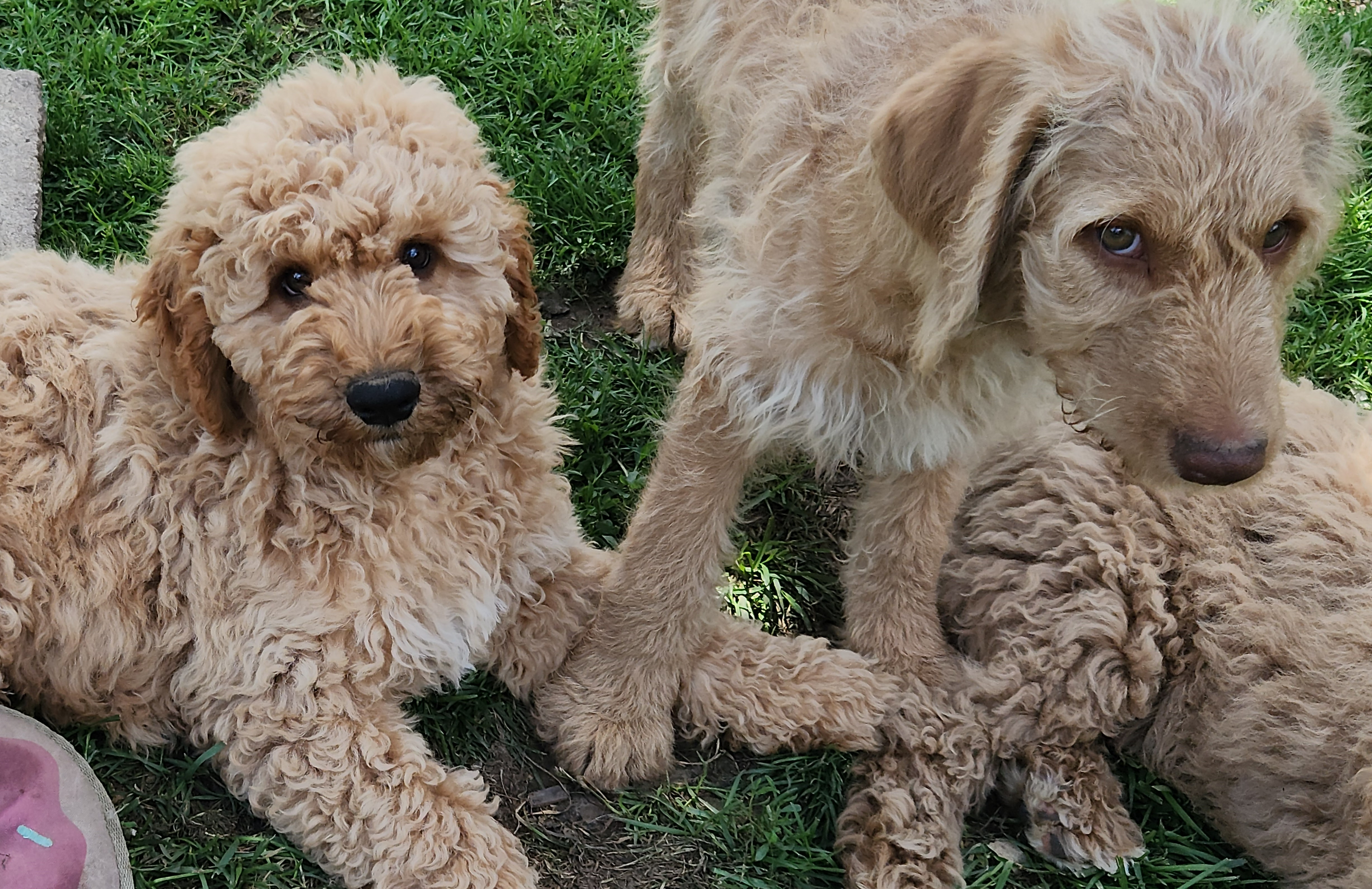 labradoodle