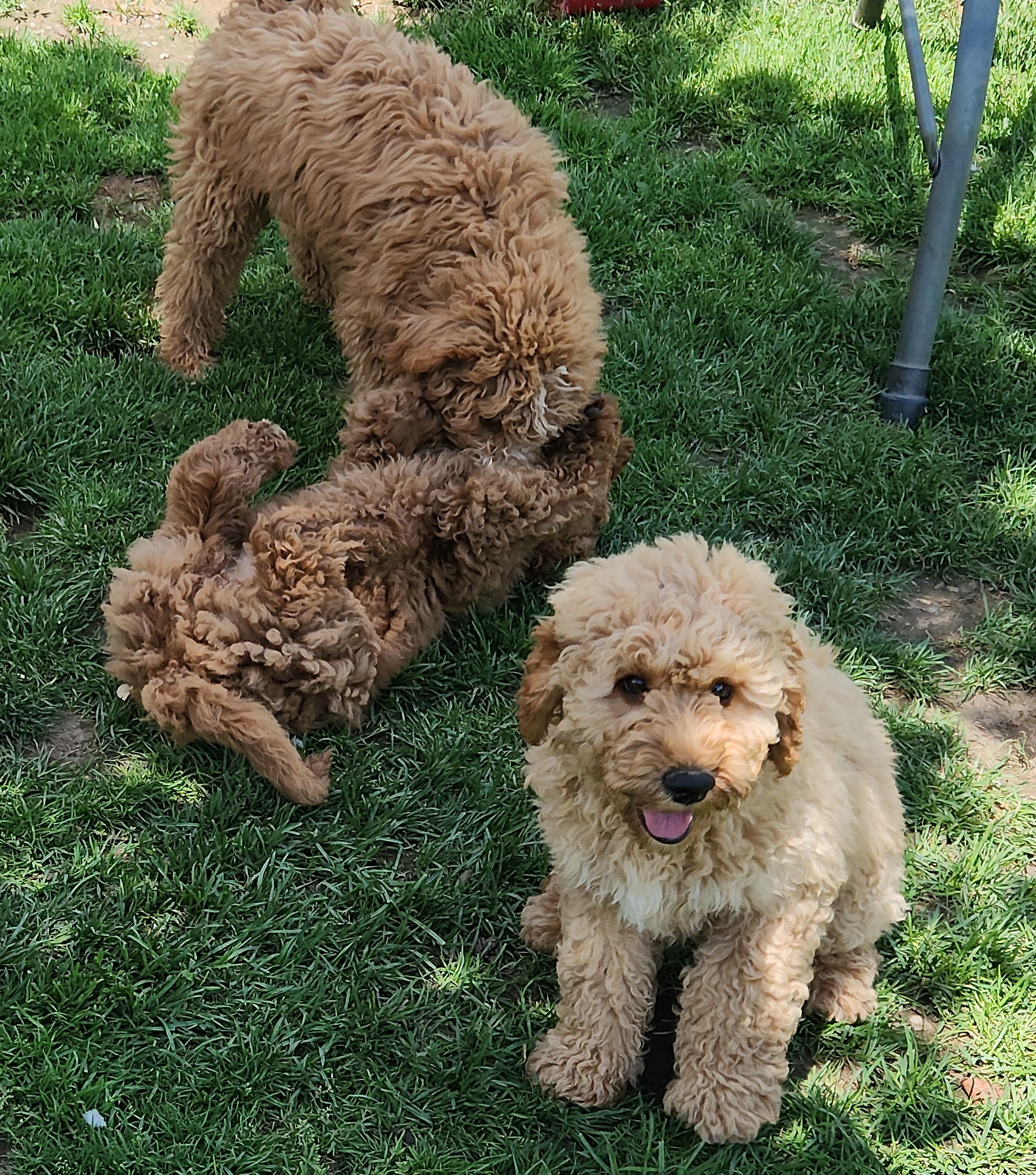 labradoodle