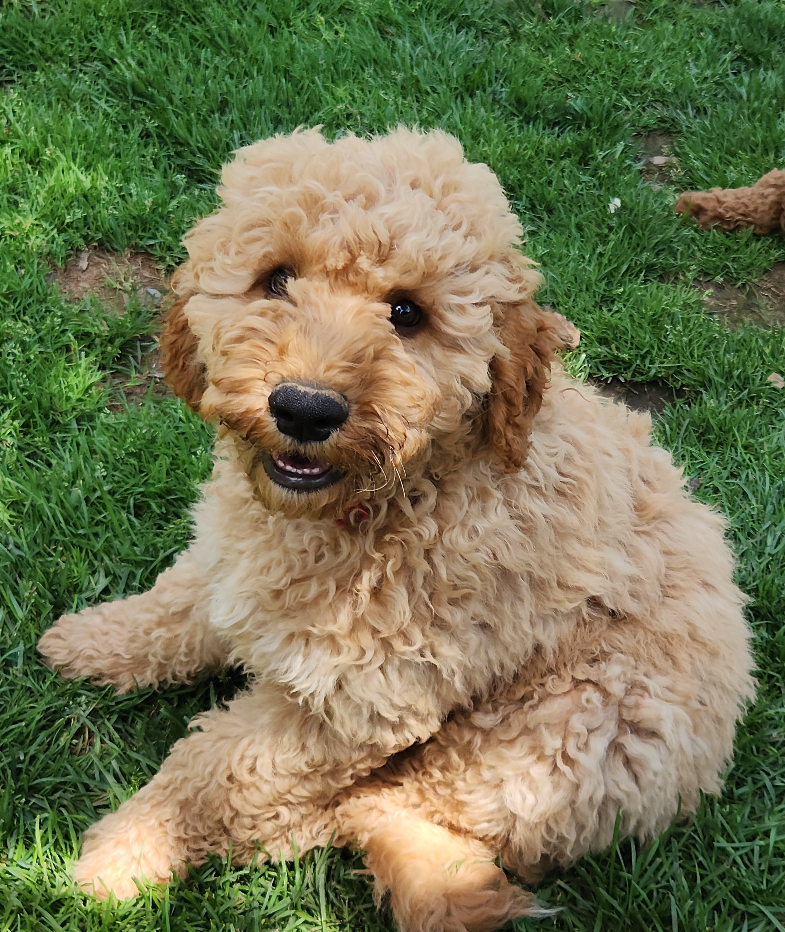 labradoodle