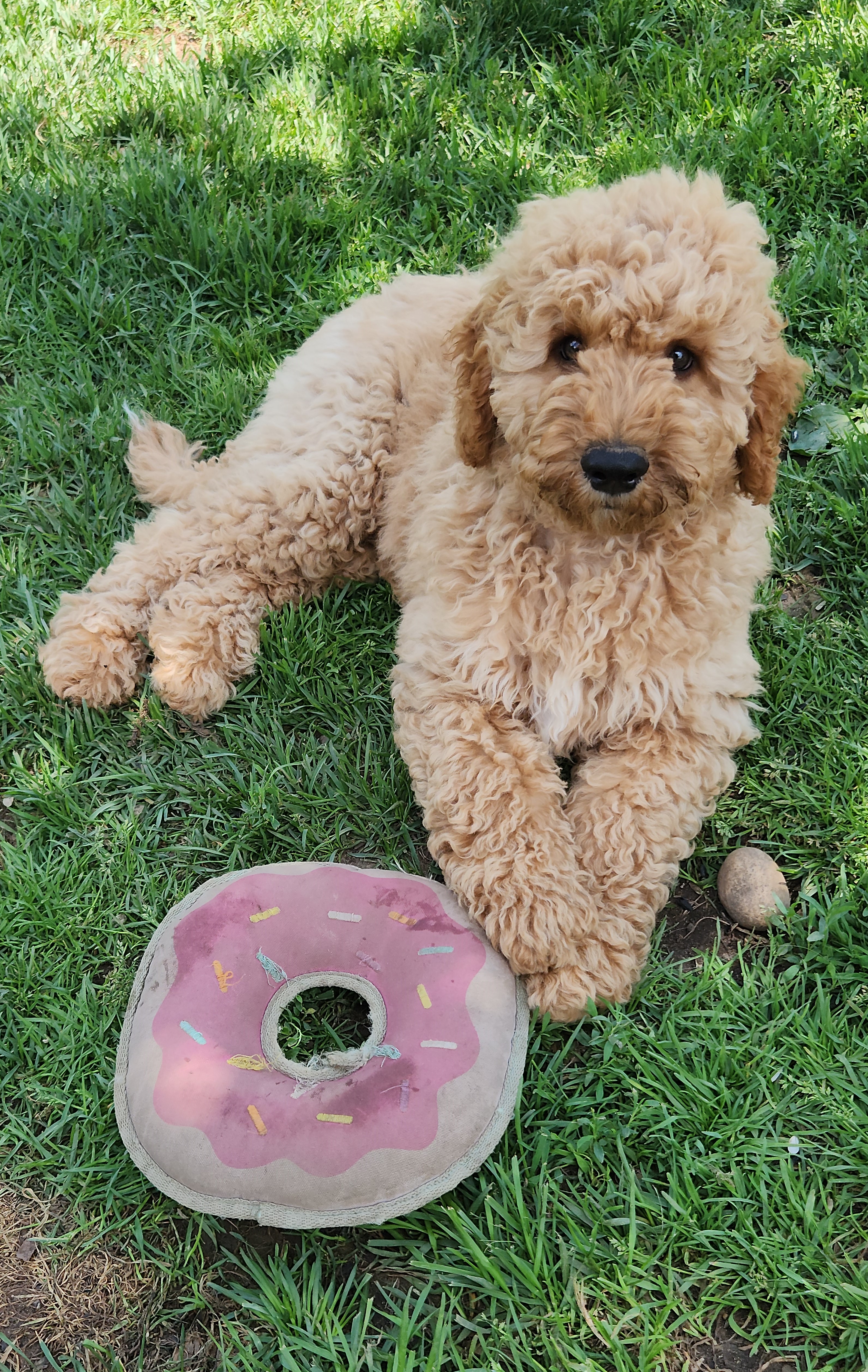 labradoodle