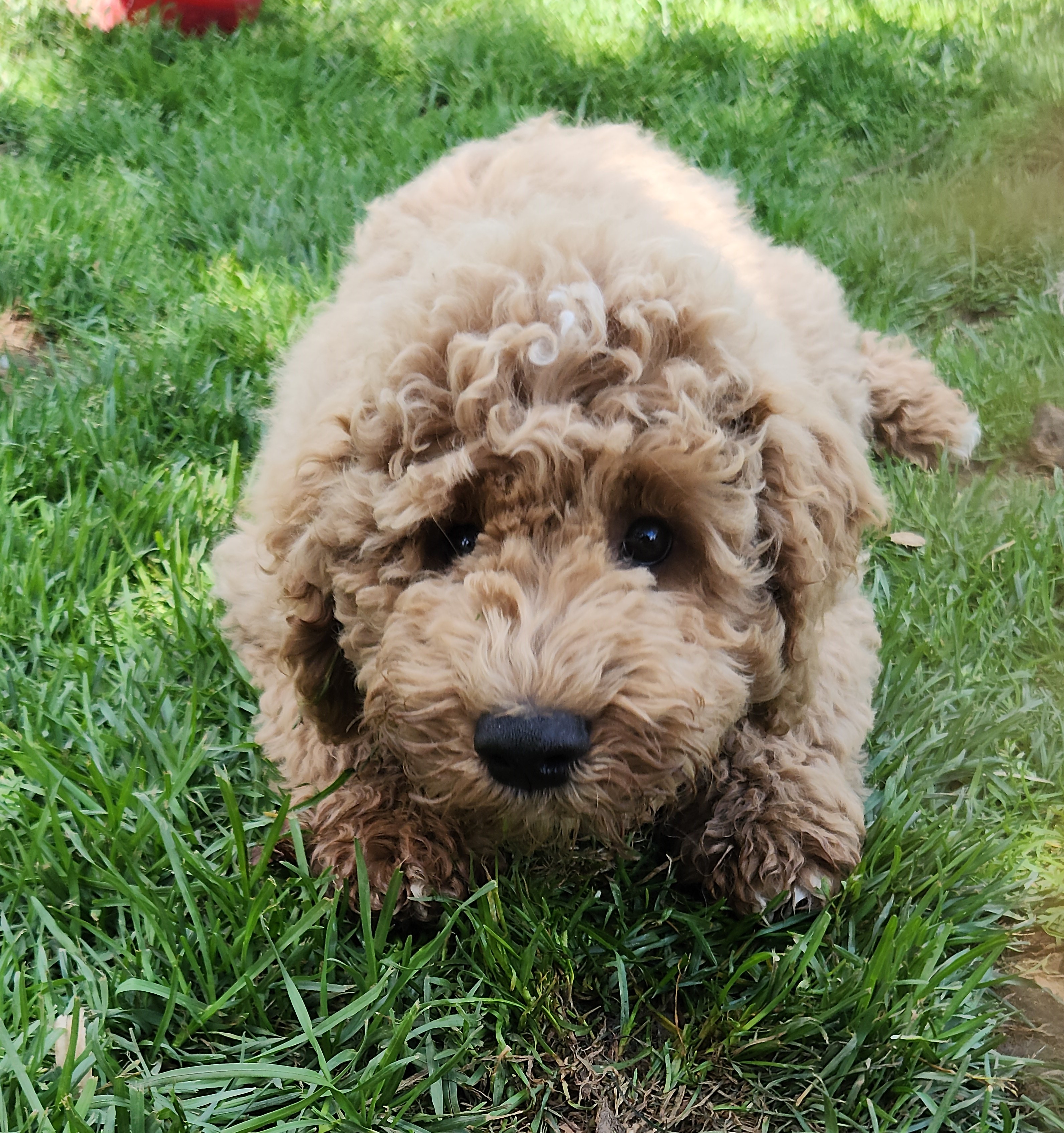labradoodle